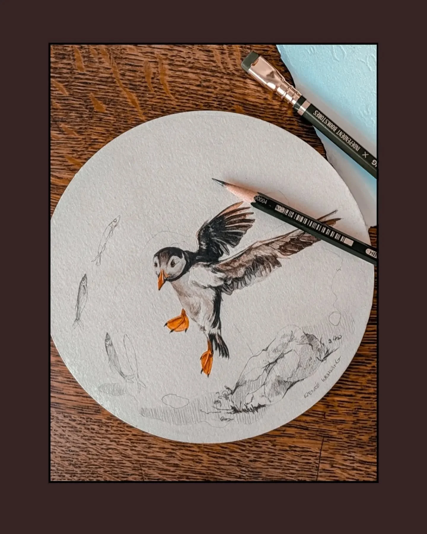 Puffin Study # 2
Featuring Capelin - a staple food source for the Atlantic Puffins.
These guys are classified as vulnerable due to global warming, food shortages, over fishing and pollution. 
.
Part of my conservation series.
.
Come check this guy ou