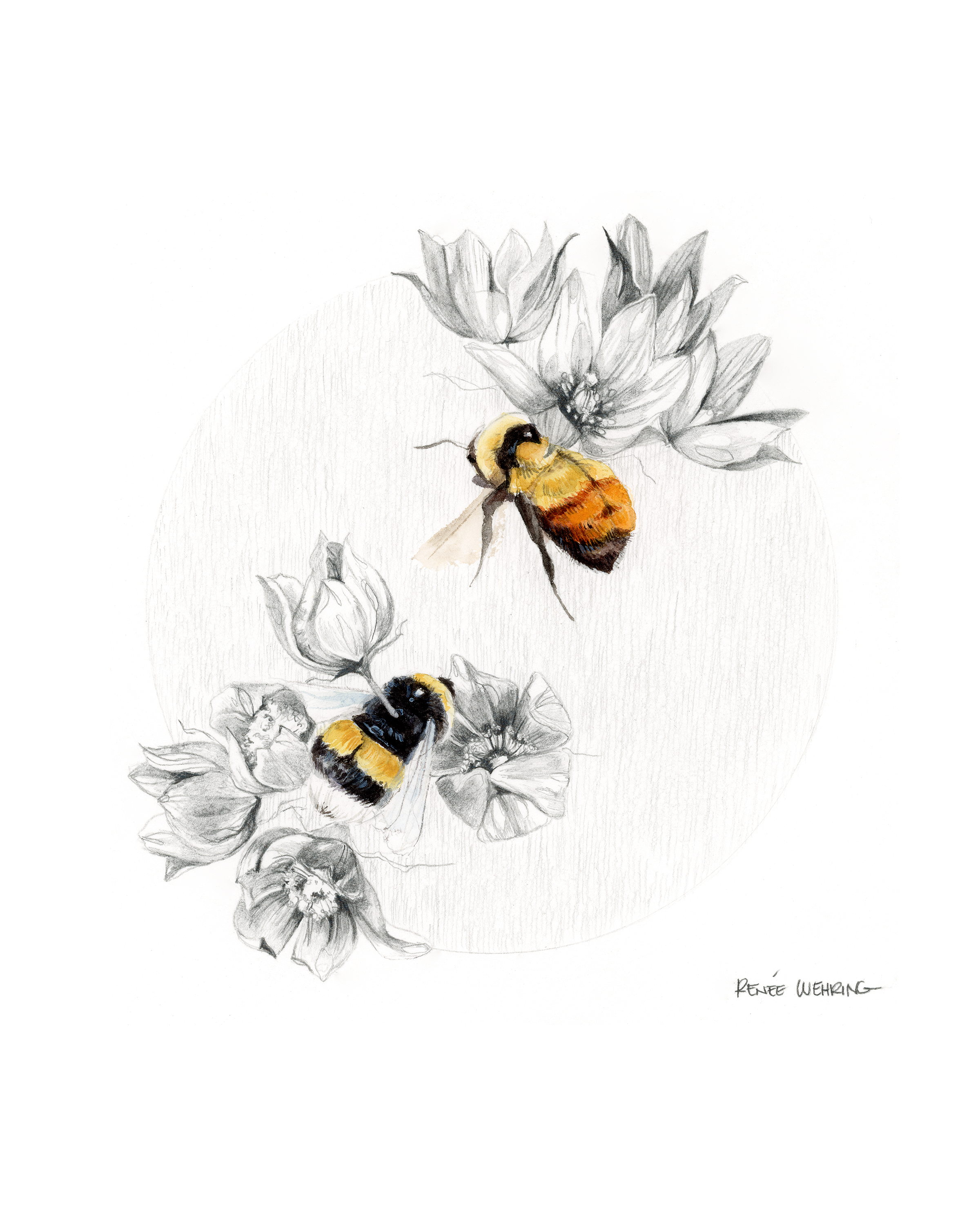 Bumbles 8x10.png