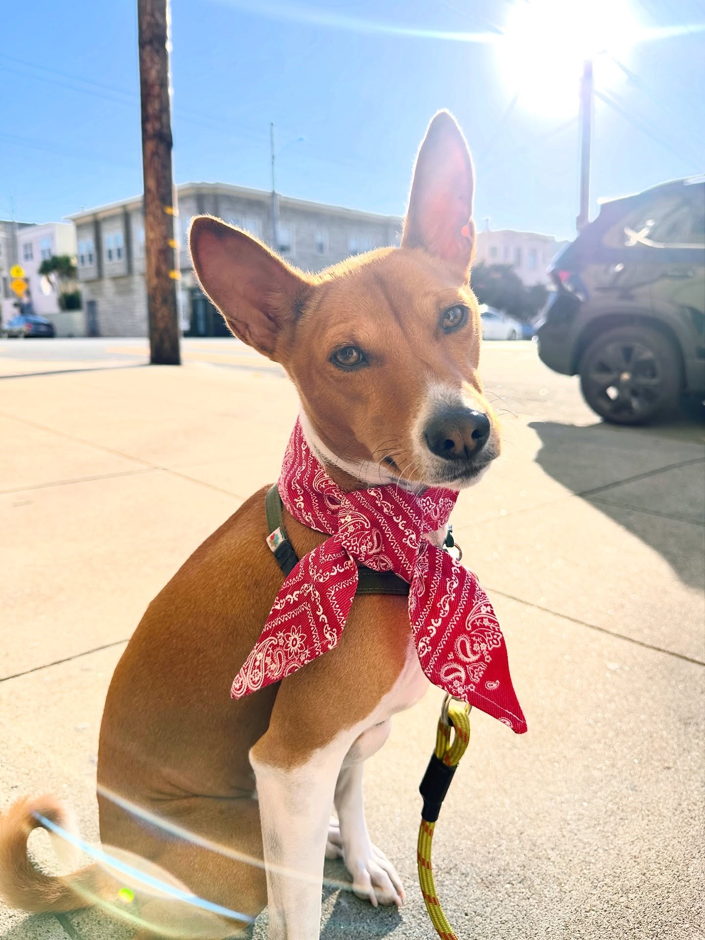 Mr. Tato in his denim red bandana ascot! This handsome devil looks good in everything 😍

#dogsoﬁnstagram #dogbandana #cowboy #cowboycarter #pupfashion #dogfashion #redbandana #denim