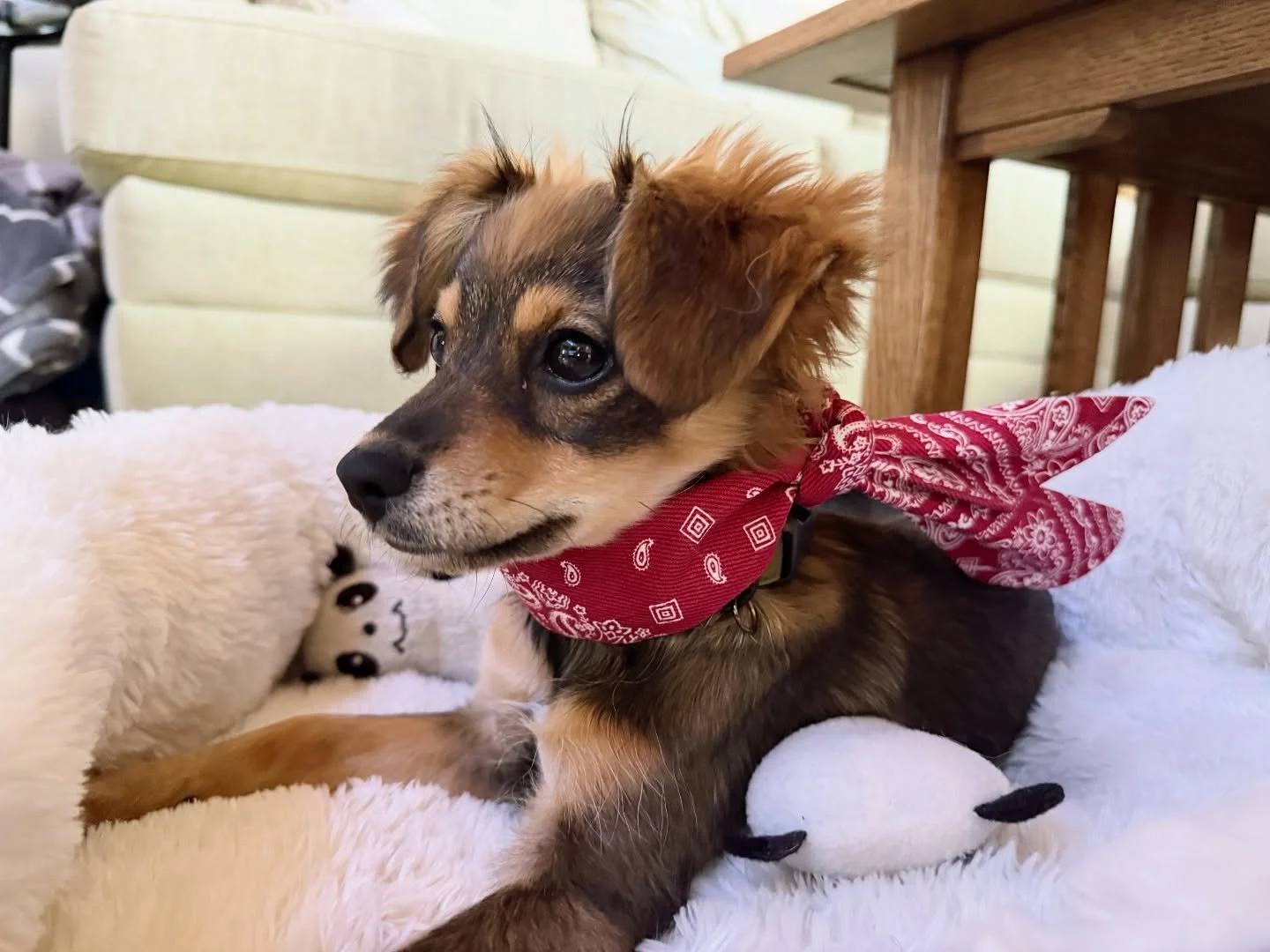#fashionista 4 month old Pepper in her denim bandana! 🥹🥰😍❤️❣️

#pupfashion #dogsofistagram #rescuepup #puppy #socuteimgonnadie #dogfashion #dogbandana #dogscarf