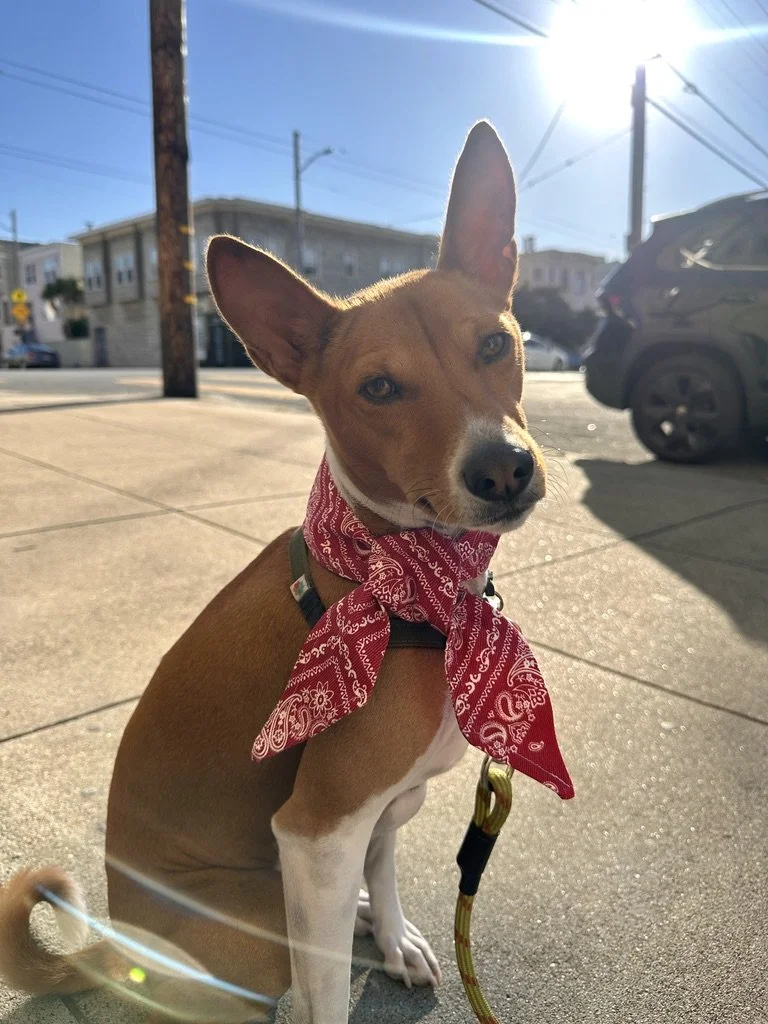 Red Denim Dog Bandana