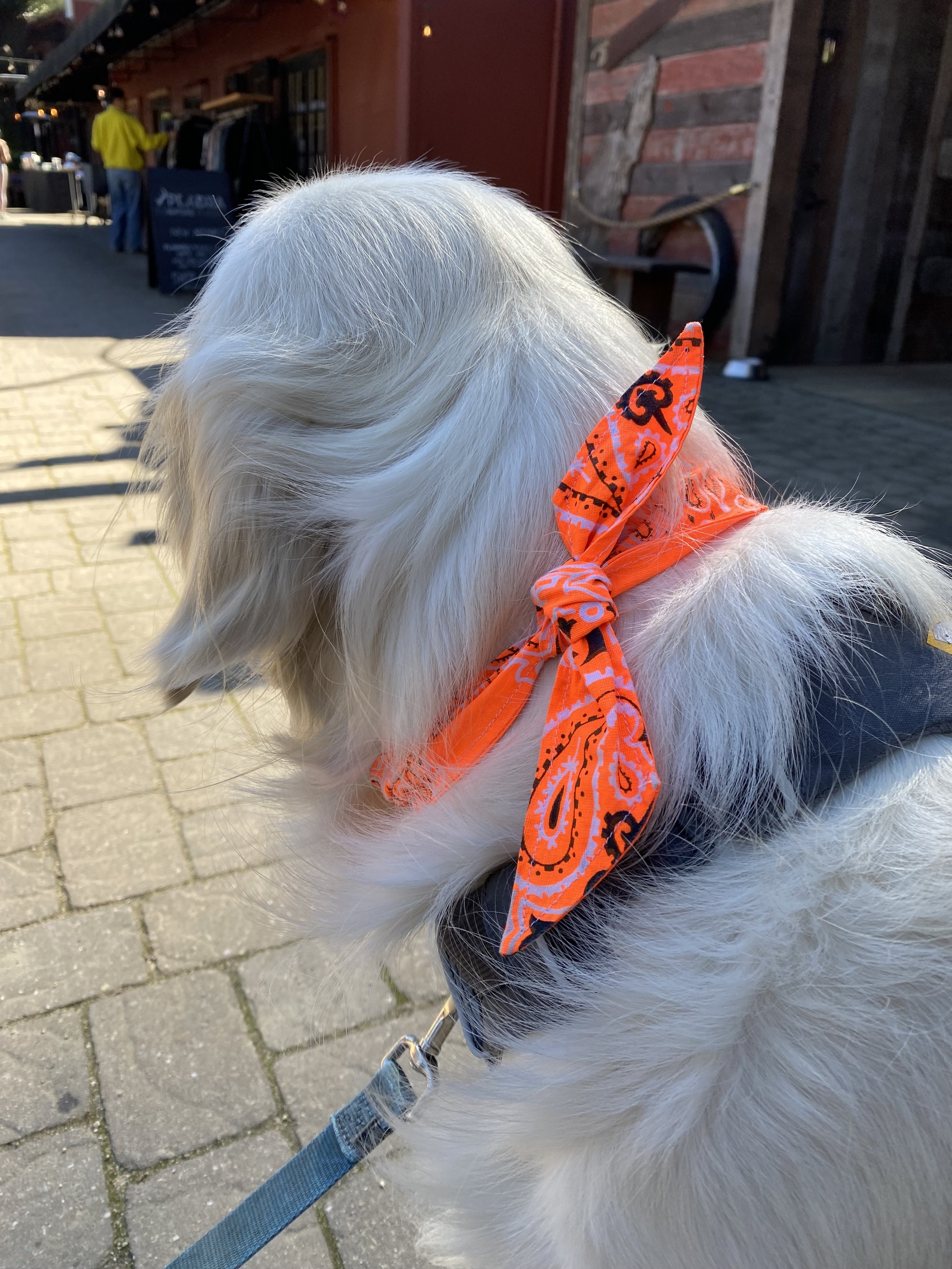 A white dog with a bandana around its neck, sitting on a sidewalk in a sunny outdoor setting.