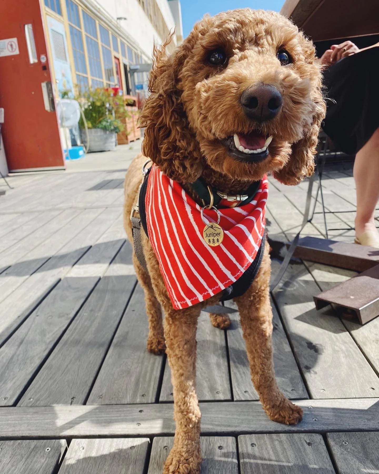 Close-up of a smiling brown poodle wearing a red and white striped bandana and a black harness, standing on a wooden deck outdoors.