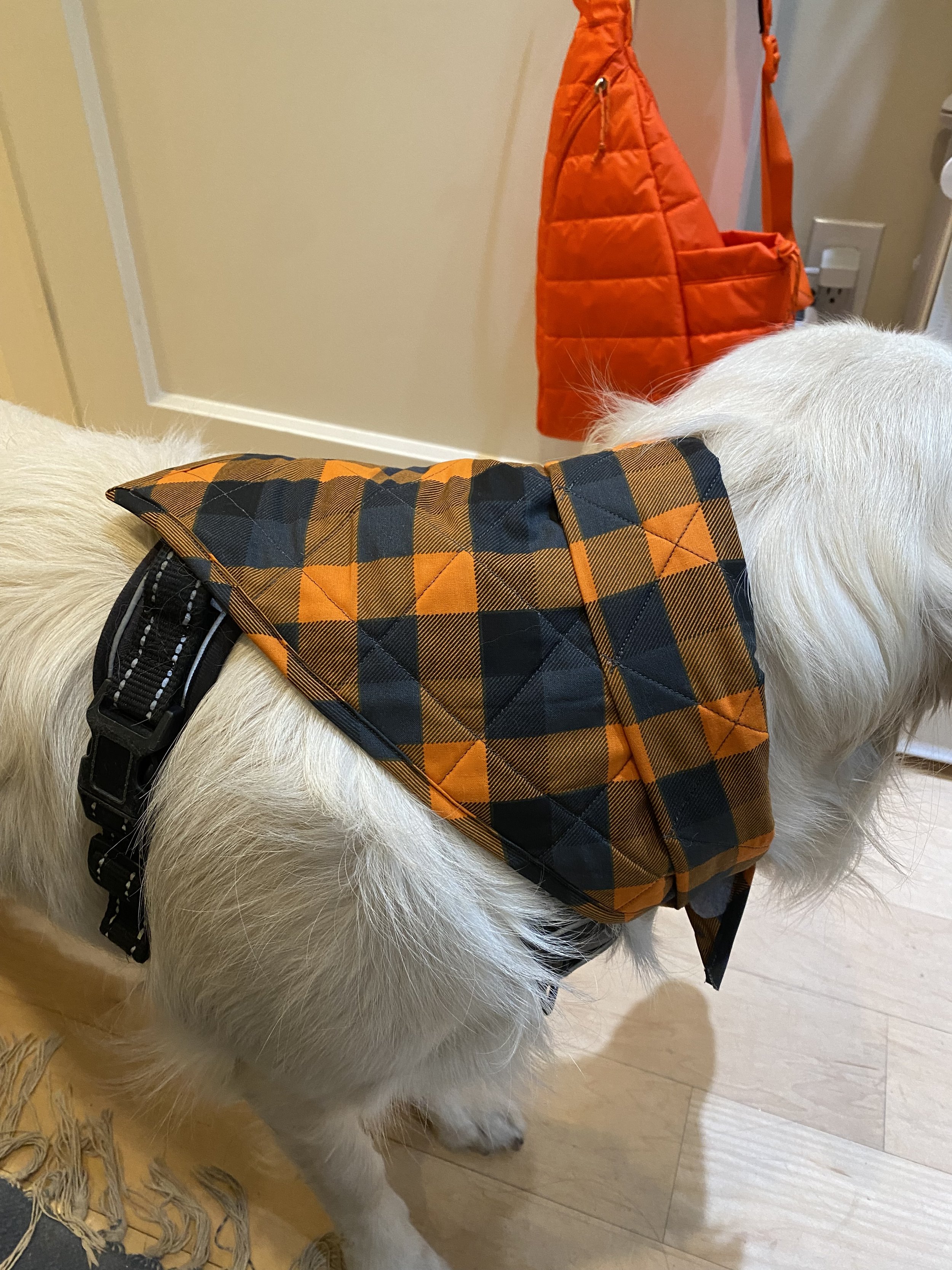 A white dog wearing an orange and black plaid harness, standing on a wooden floor inside a house. A matching orange quilted bag hangs on the wall behind the dog near an electrical outlet.