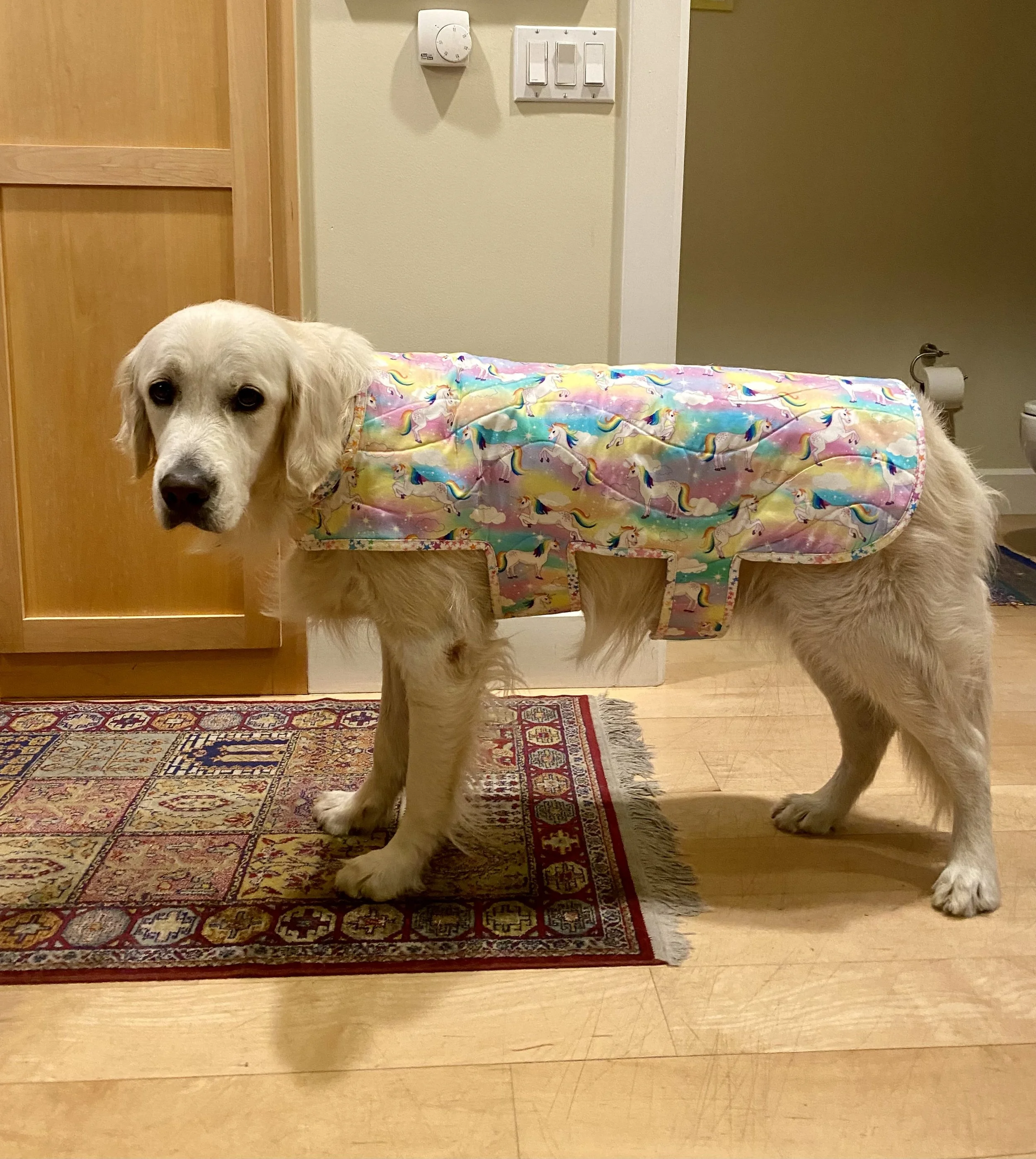 Golden retriever dog wearing a colorful rainbow unicorn pattern coat, standing on a patterned rug in a room with hardwood floors and light-colored walls.