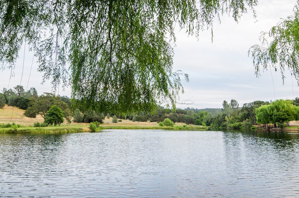  A calm lake with green tree branches dipping forward in the foreground.  