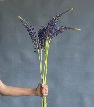 Image 5-19-25 at 11.15 AM.jpeg