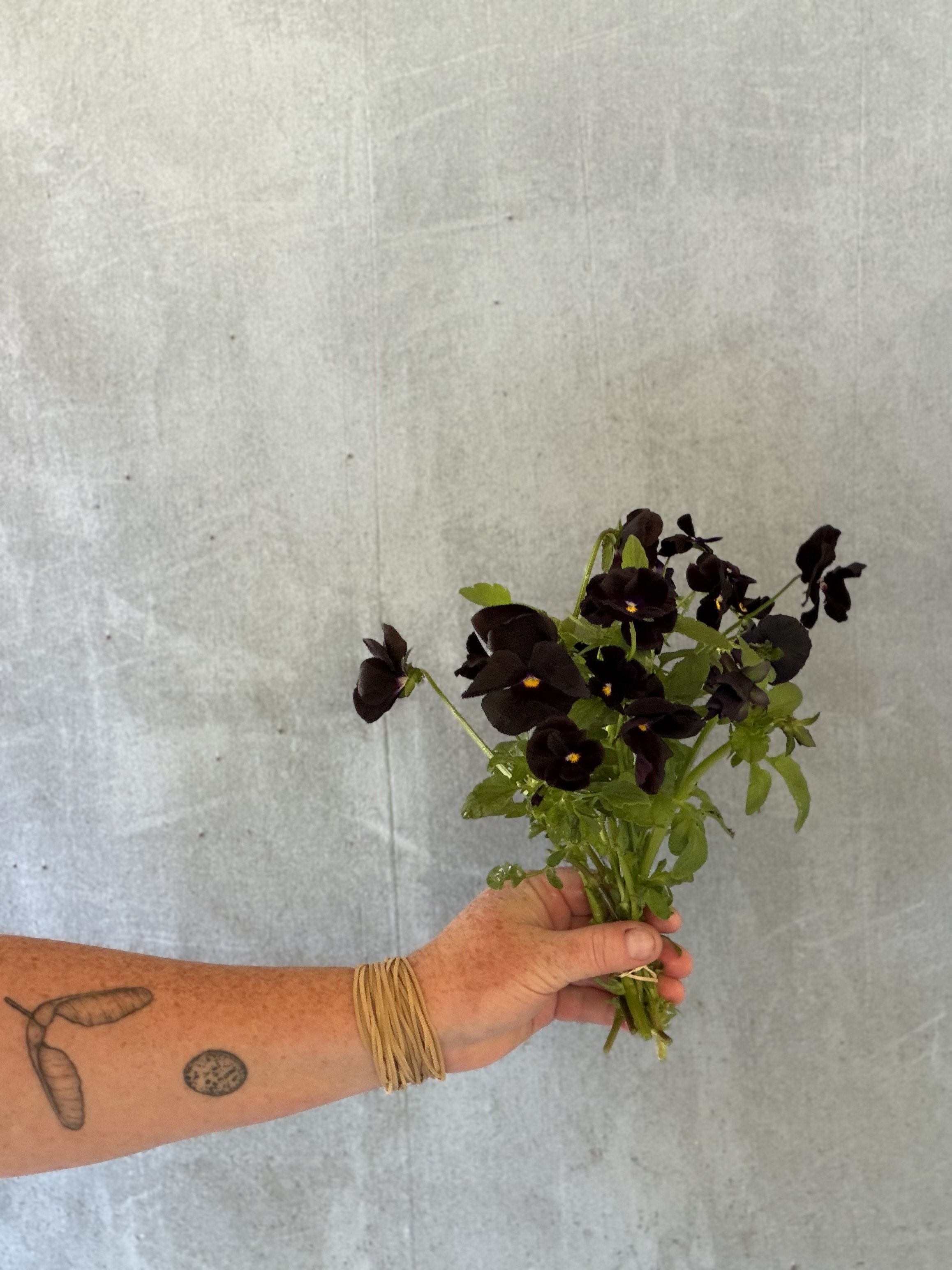 locally grown black pansies from West Sound Floral Exchange.