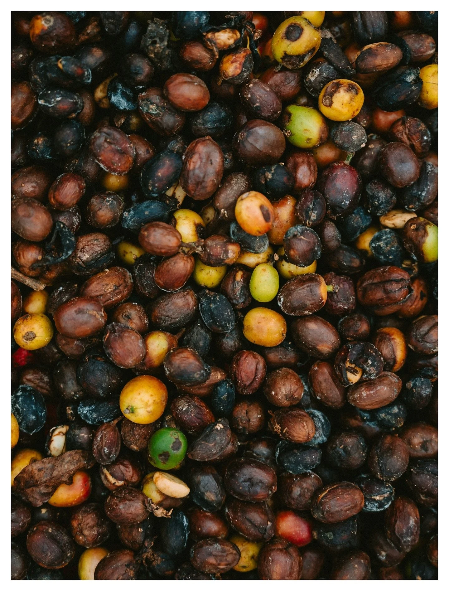 A few more shots from the outdoor portion of the coffee tour I went on a few weeks ago. This time featuring natural process (it was before too you just couldn&rsquo;t tell).

Been reasonably into coffee for a while, and the joy it brought me to insta