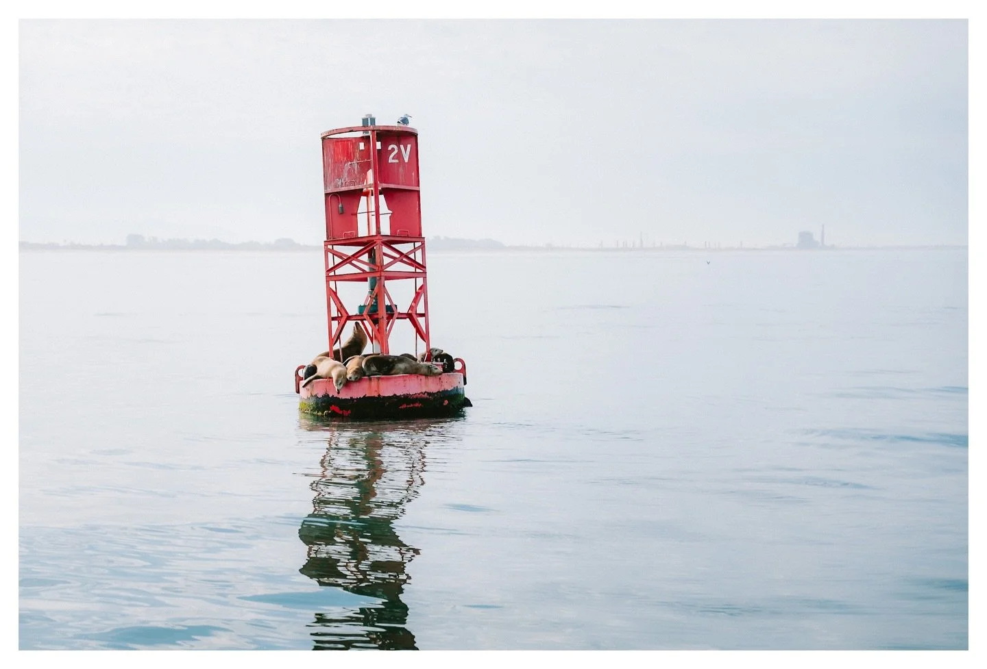 Santa Cruz Island - Channel Islands National Park.
Scroll to the end to see one of my all time luckiest photos.

Without sounding full of myself, it almost feels like a crime to share this many of these photos in one post because so many of them coul