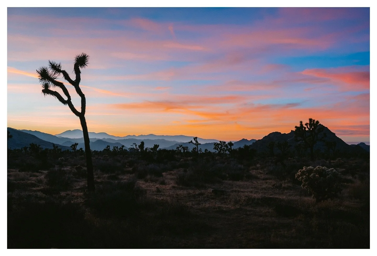 Some favorites from a beautiful night in Joshua Tree. 

February 2025.