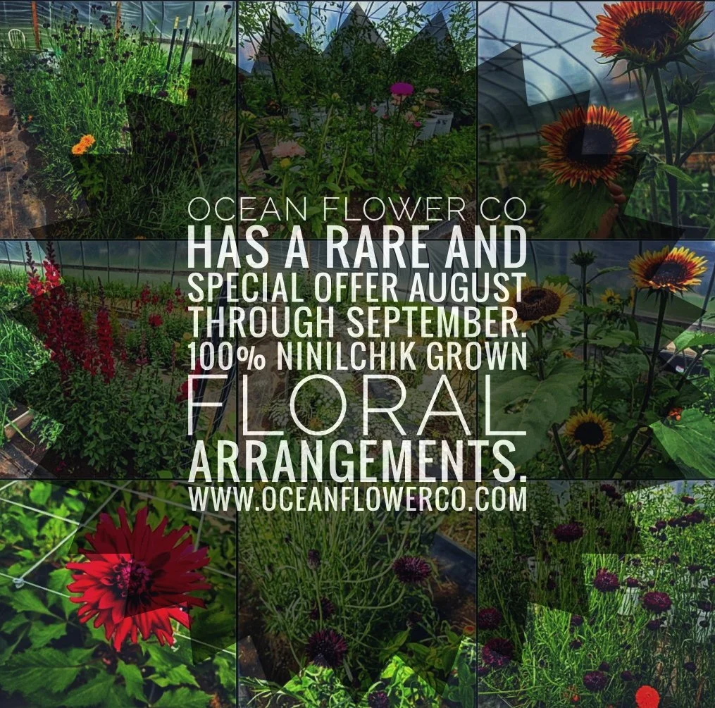 Collage of various colorful flowers and plants in a greenhouse with promotional text for Ocean Flower Co., highlighting a rare floral arrangement offer from August to September, grown from Ninilchik.