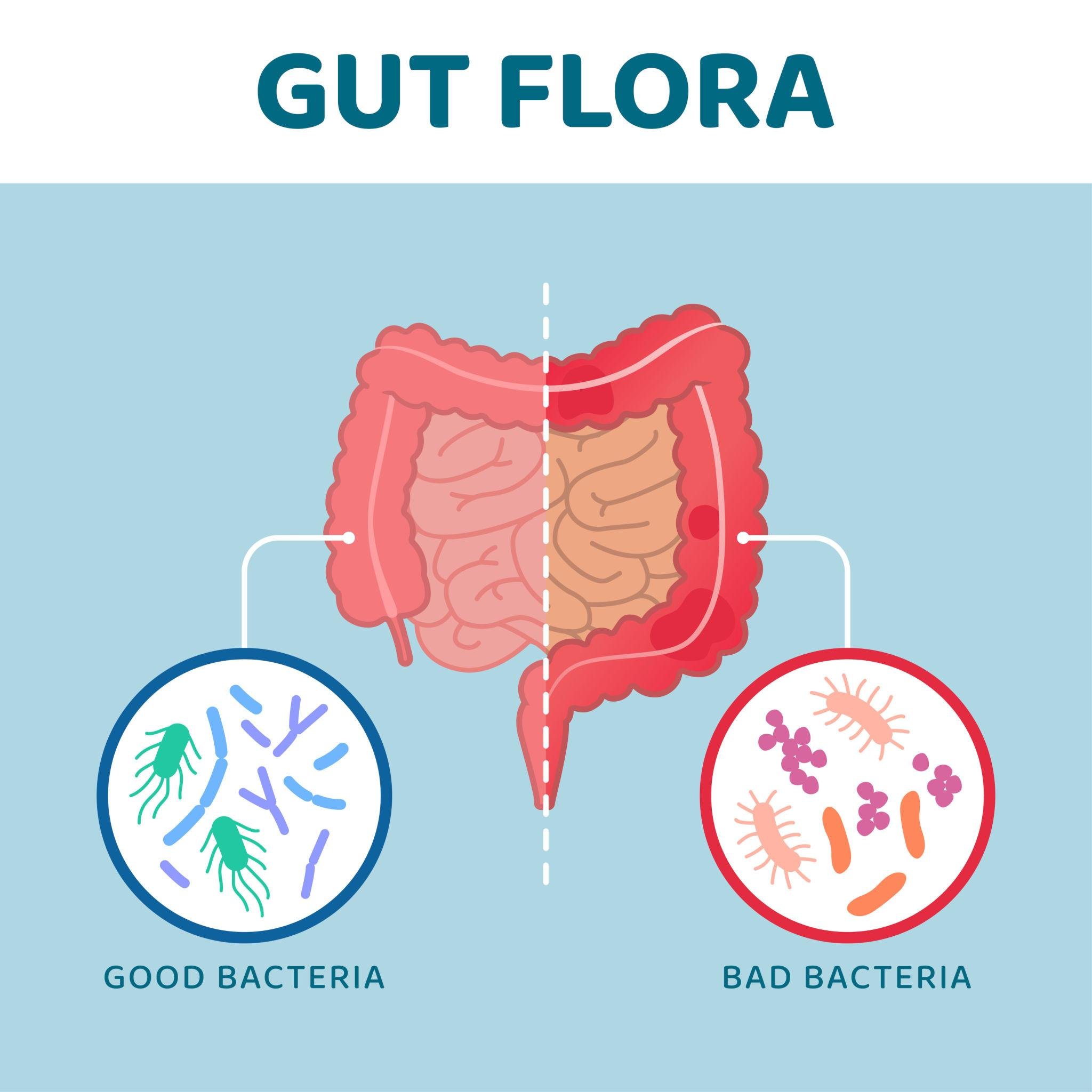 Common Signs Your Gut Needs Support