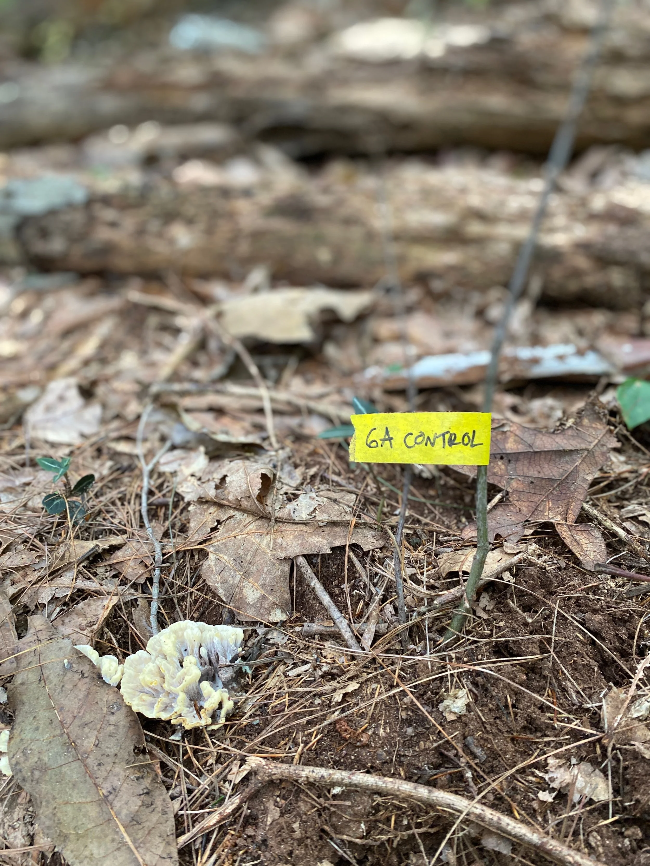 fungi establishing around red oak seedlings