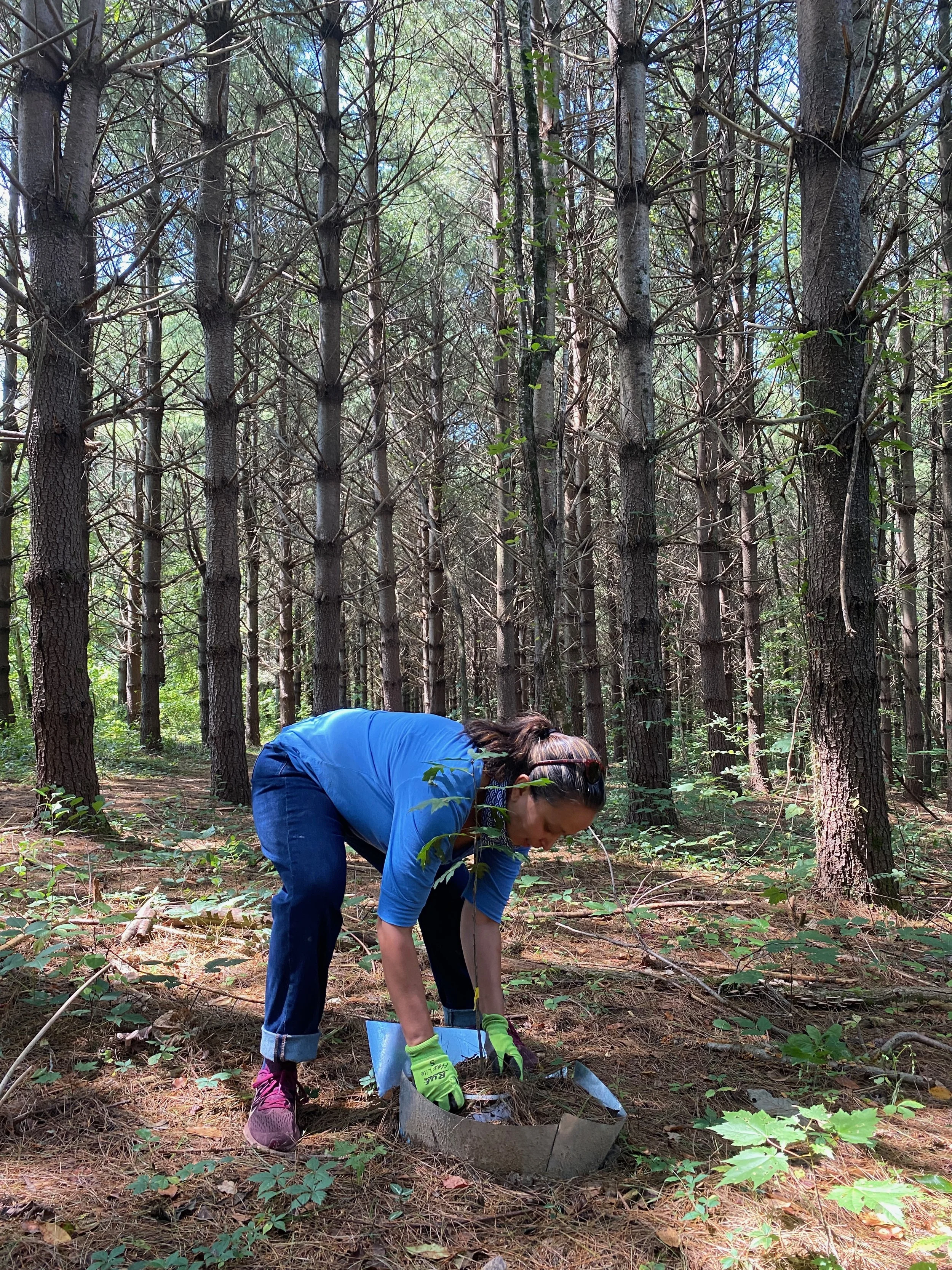 Dr. Alisa Hove helping plant red oak seedlings for an undergraduate research project