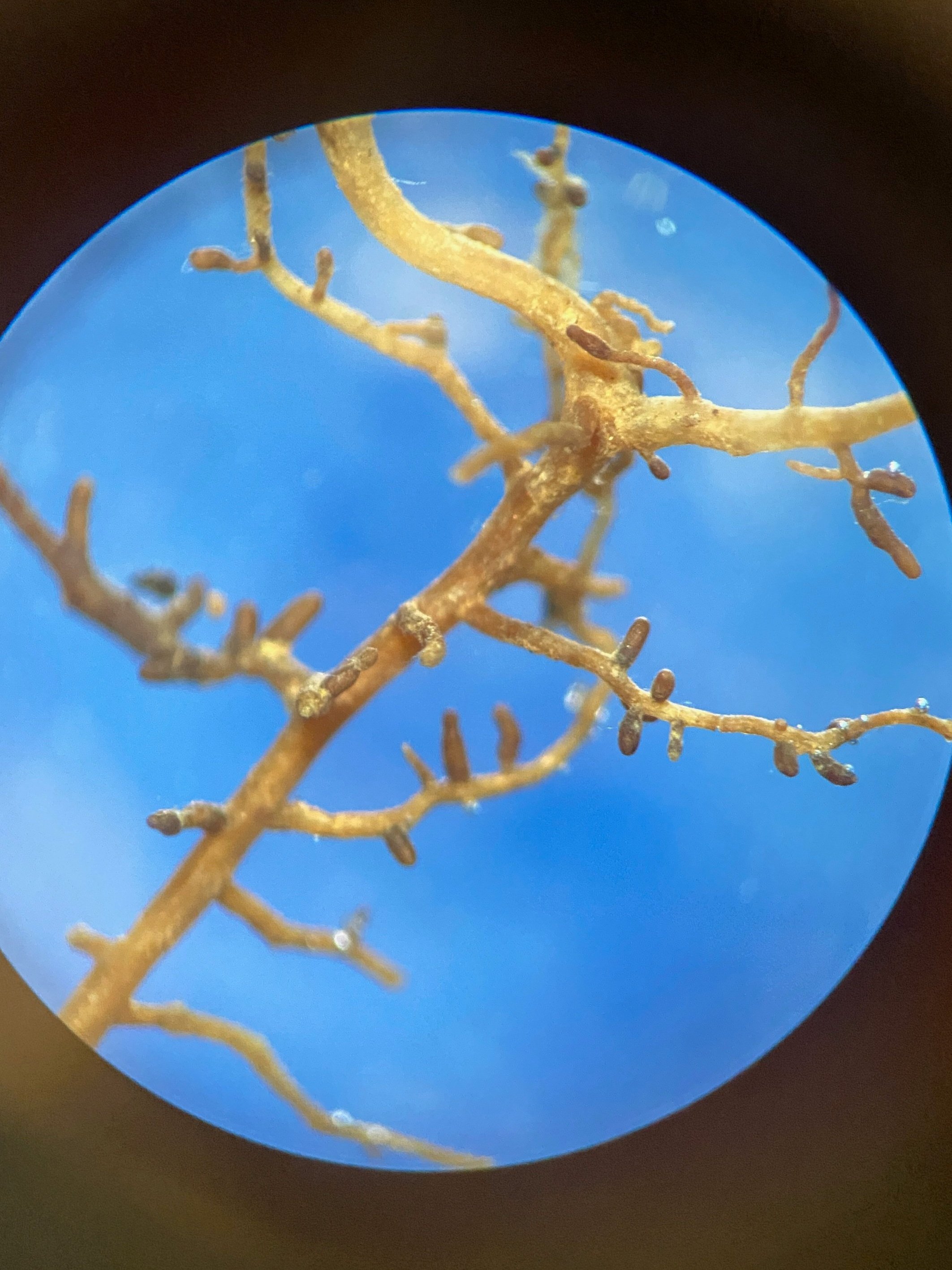 Picture from microscope showcasing ectomycorrhizal fungi on red oak root segments