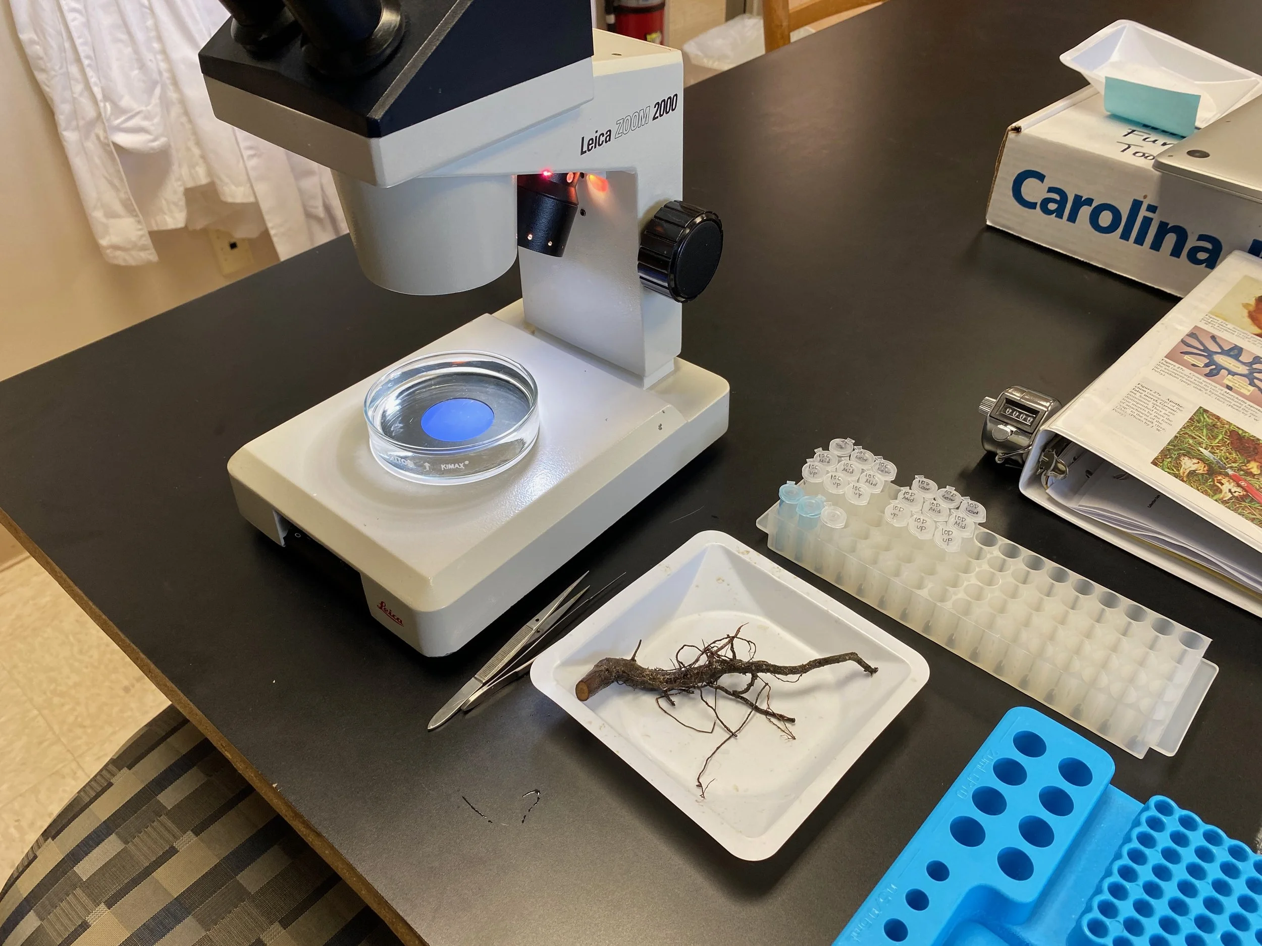 Lab set up for looking at red oak roots and ectomycorrhizal fungi