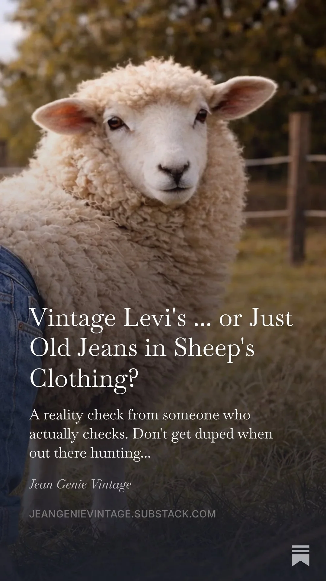 sheep.jpeg