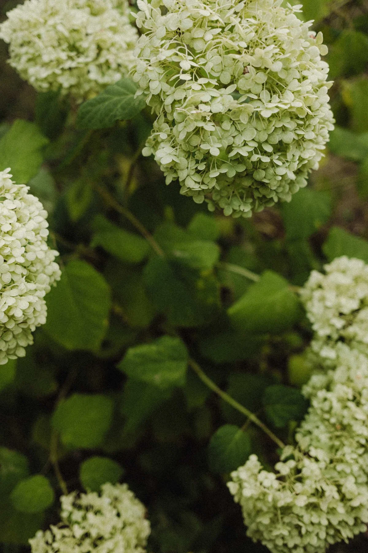 kaboompics_close-up-of-white-hydrangea-blossoms-36523.jpg