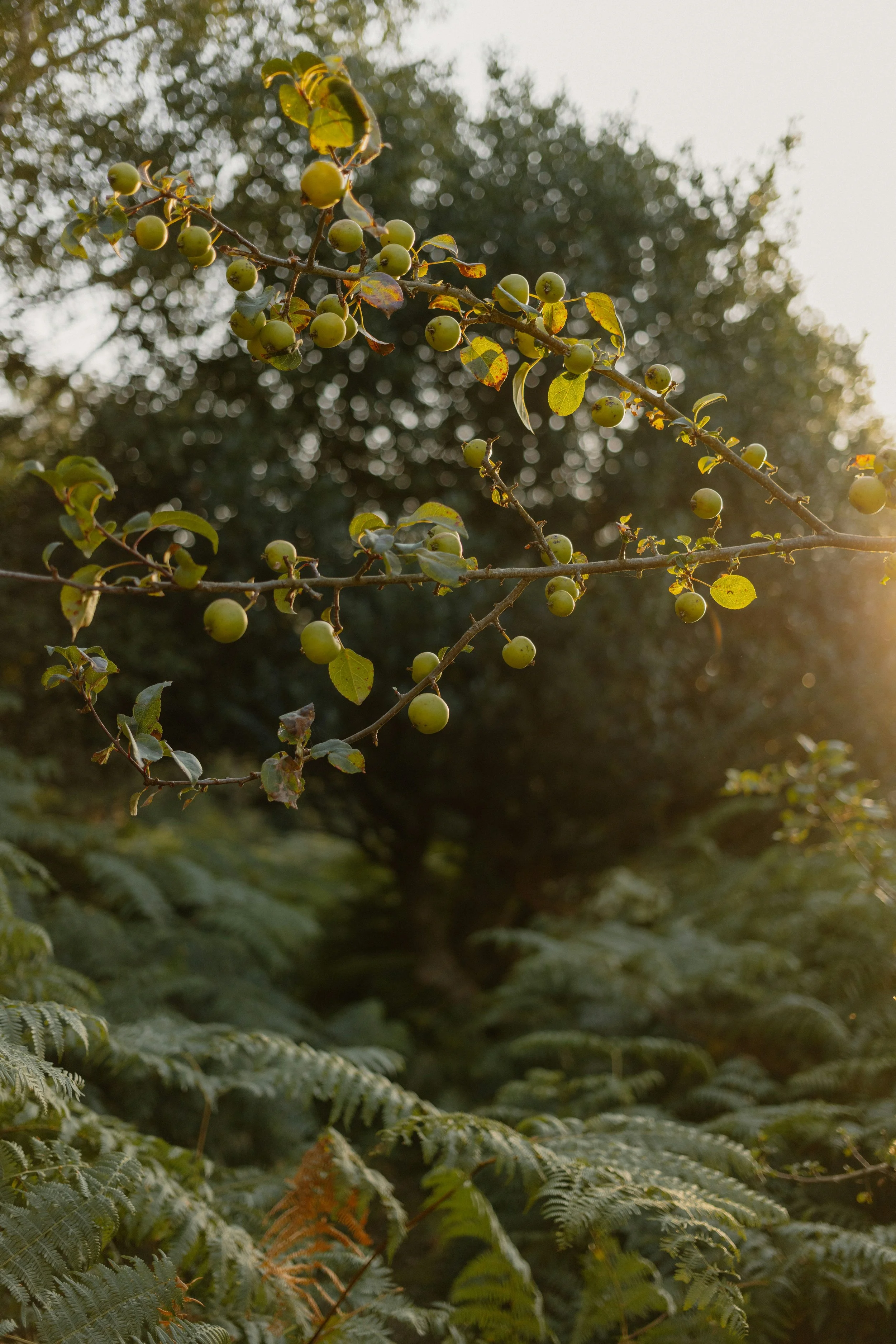 Close-up of a branch with green berries and leaves, with a forest or park in the background illuminated by sunlight.