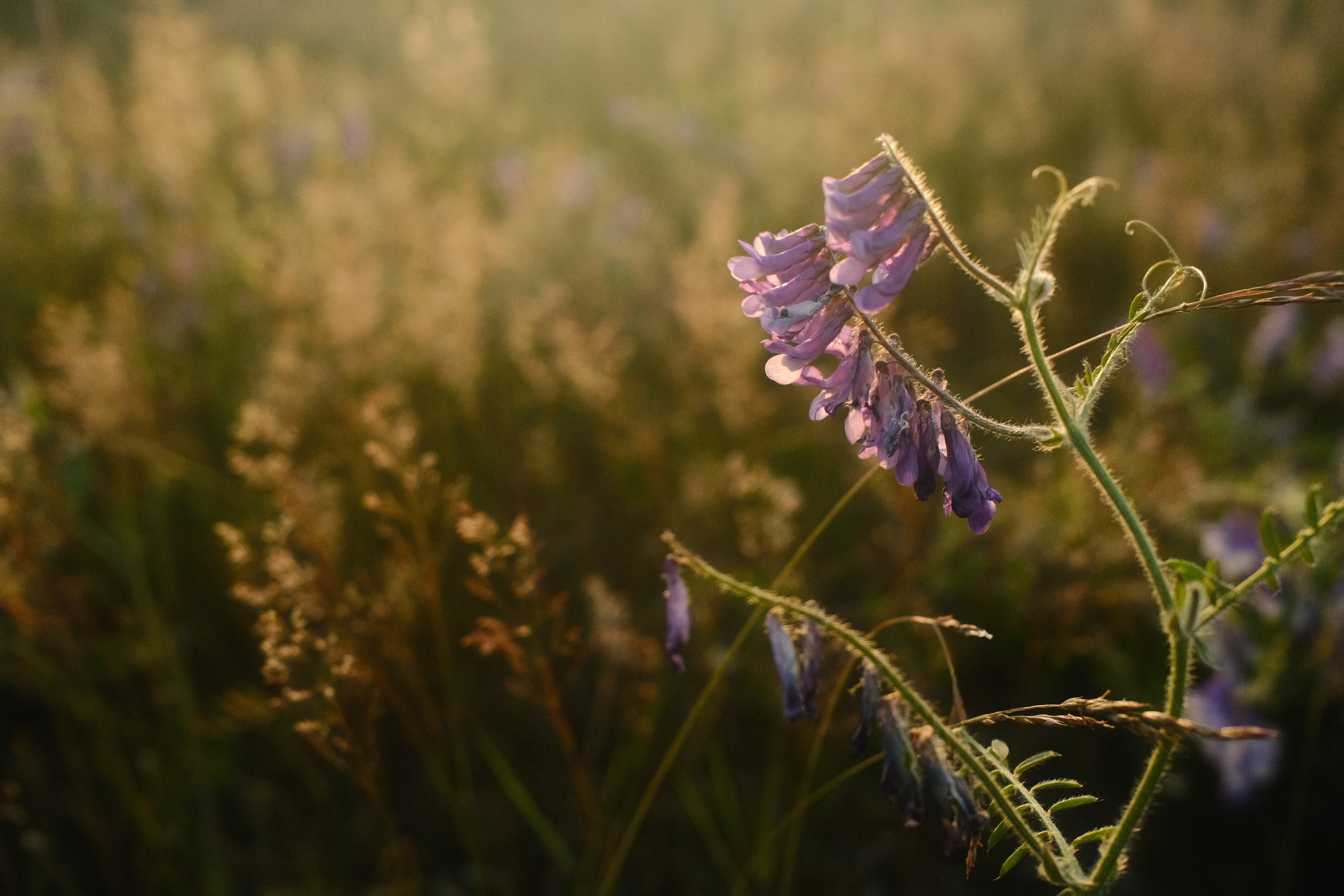 Close-up of a purple wildflower with a soft warm background, illuminated by sunlight.