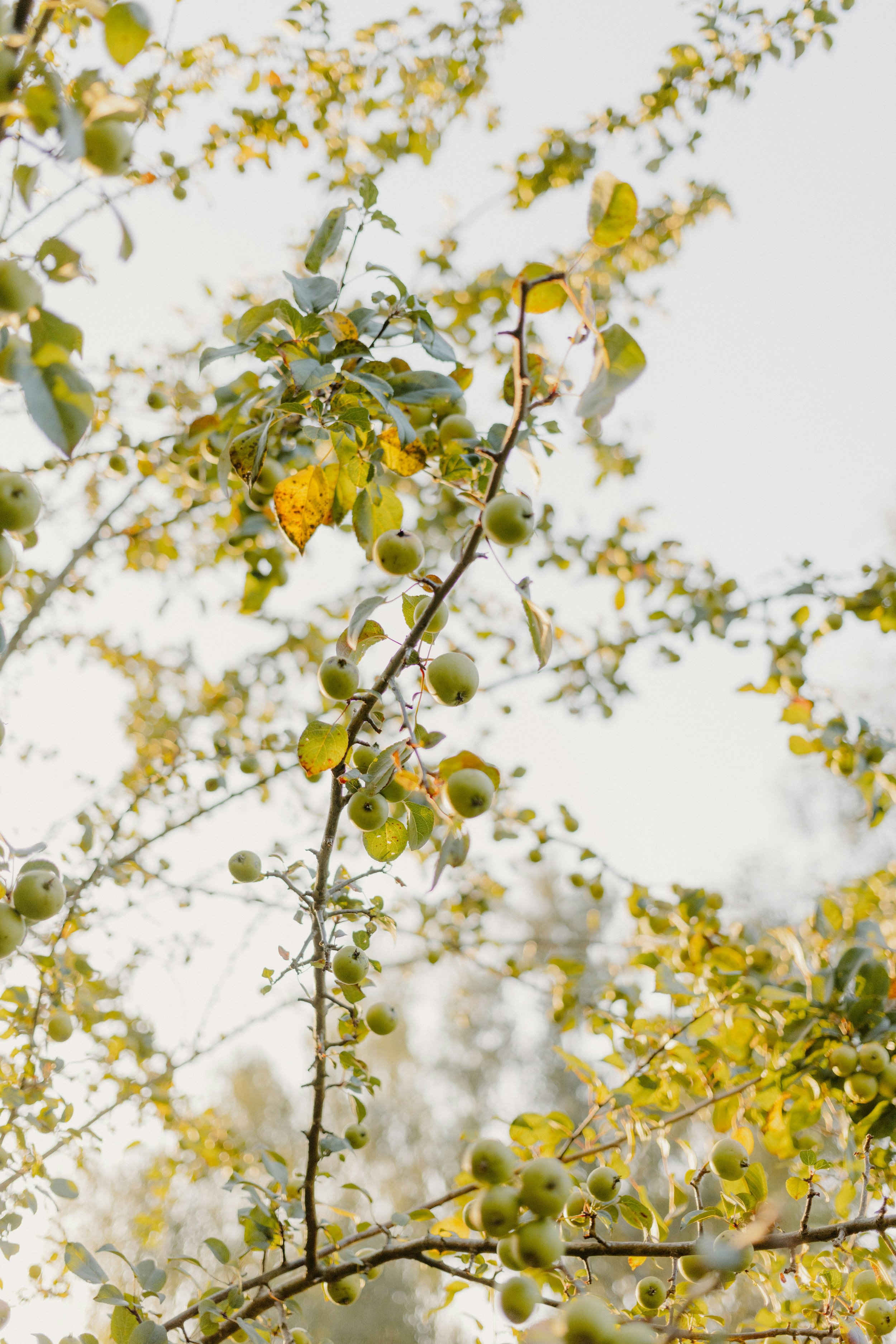 Tree branches with green apples hanging among leaves, sunlight filtering through.