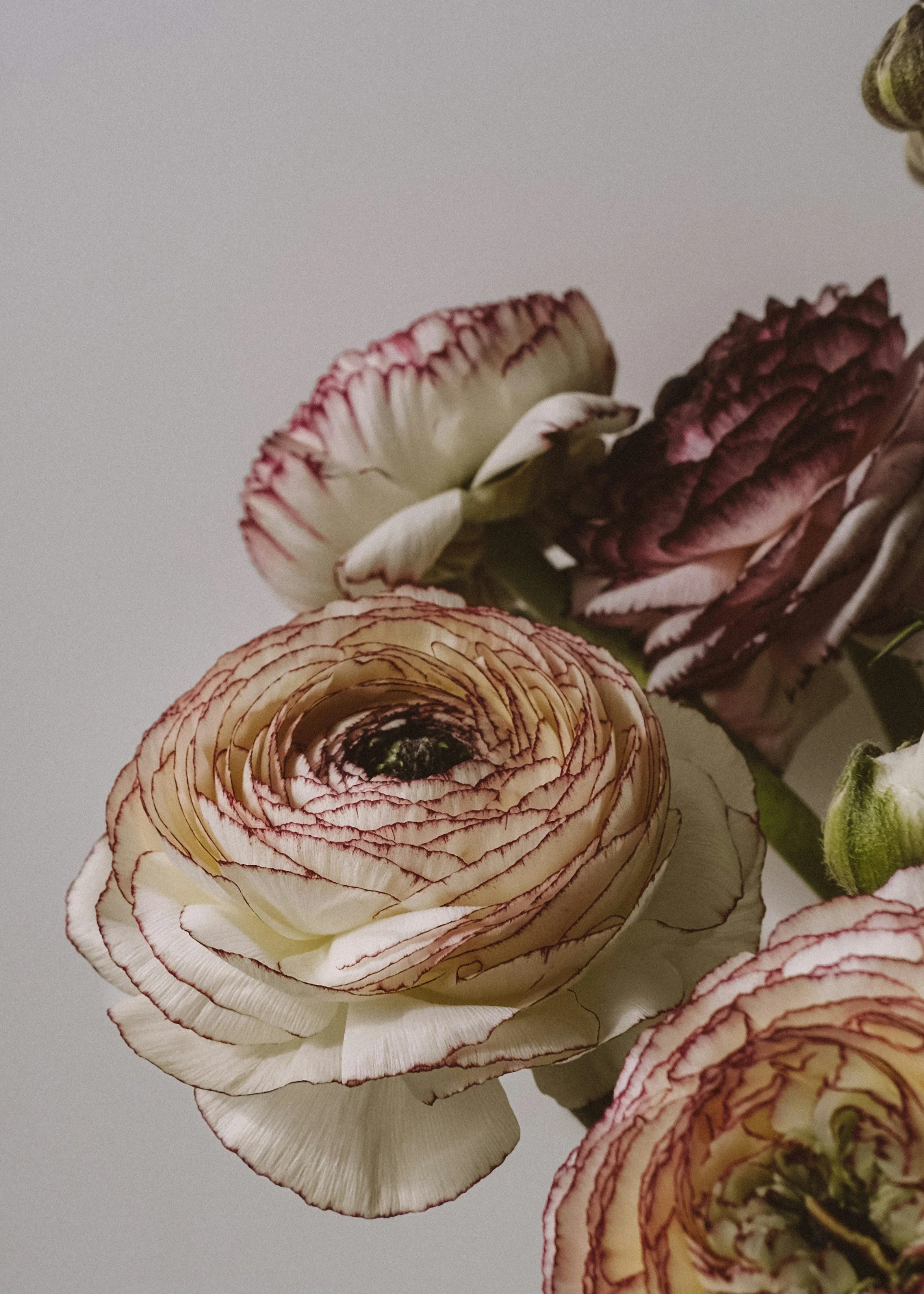 Close-up of a bouquet featuring cream and pink ranunculus flowers with intricate layered petals.