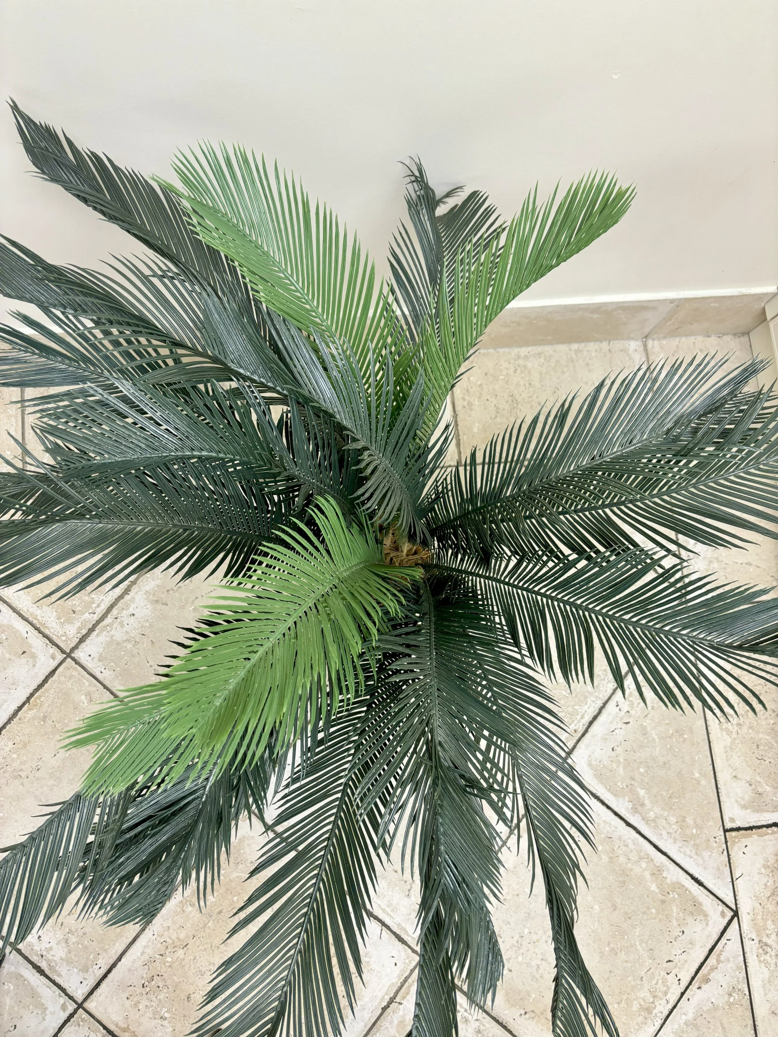 Palm Tree - Medium - Top.jpg