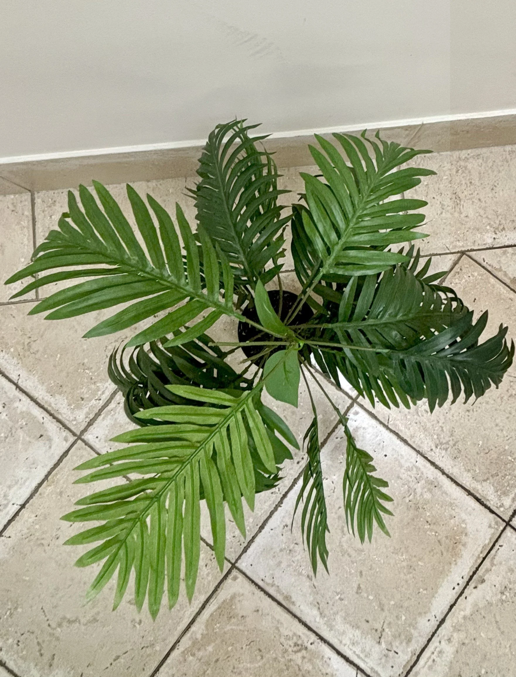 Palm Tree - Small - Top.jpg