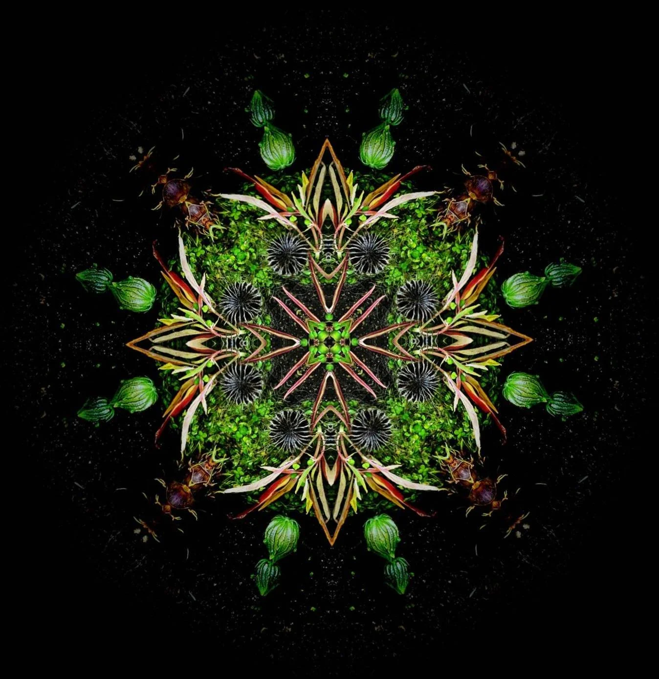 Mandala