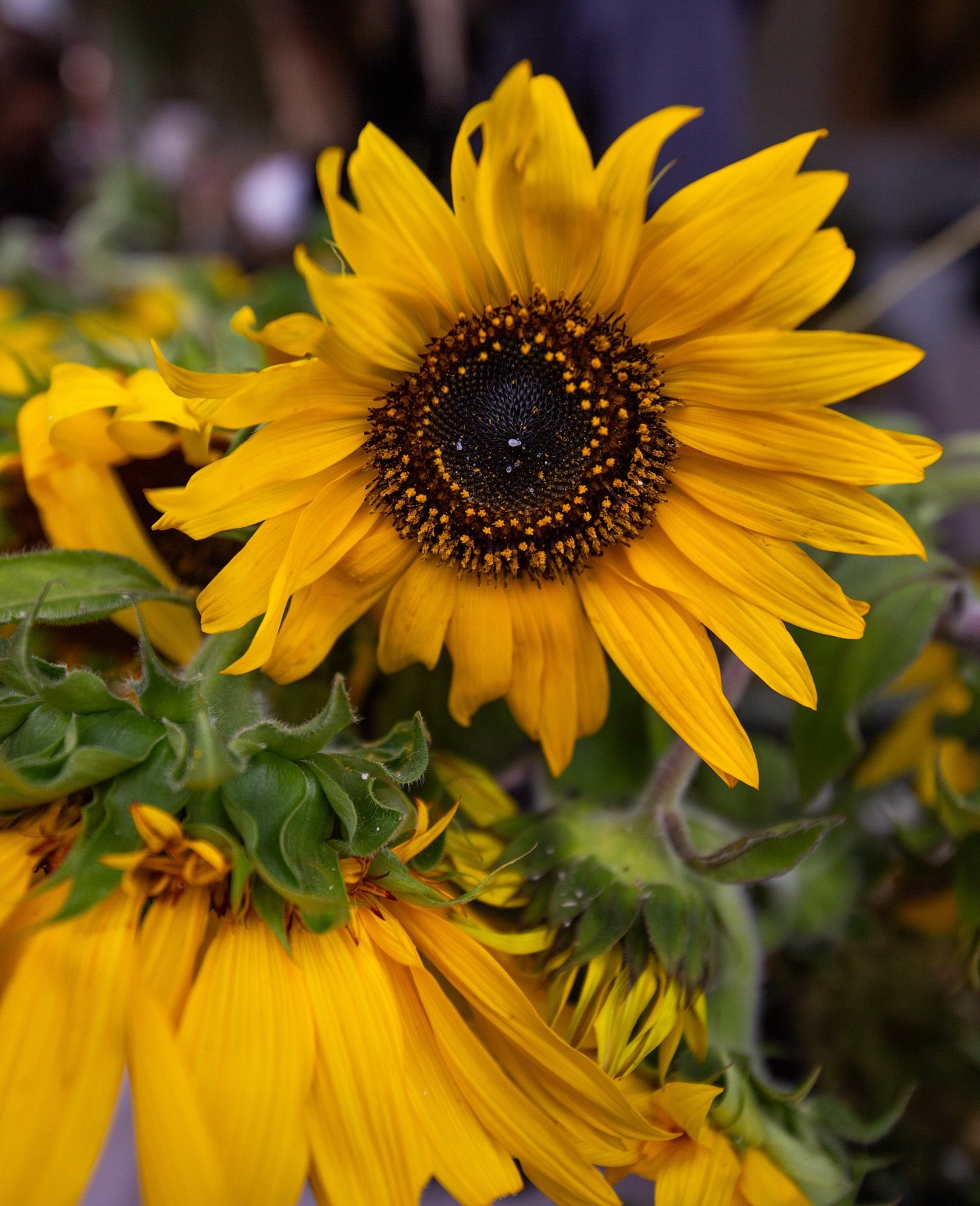 At Flower Lands we feature 100% local, organic blooms from amazing farmers and humans! It’s all about community, sustainability and joy 🌻
📸 @therockinryan