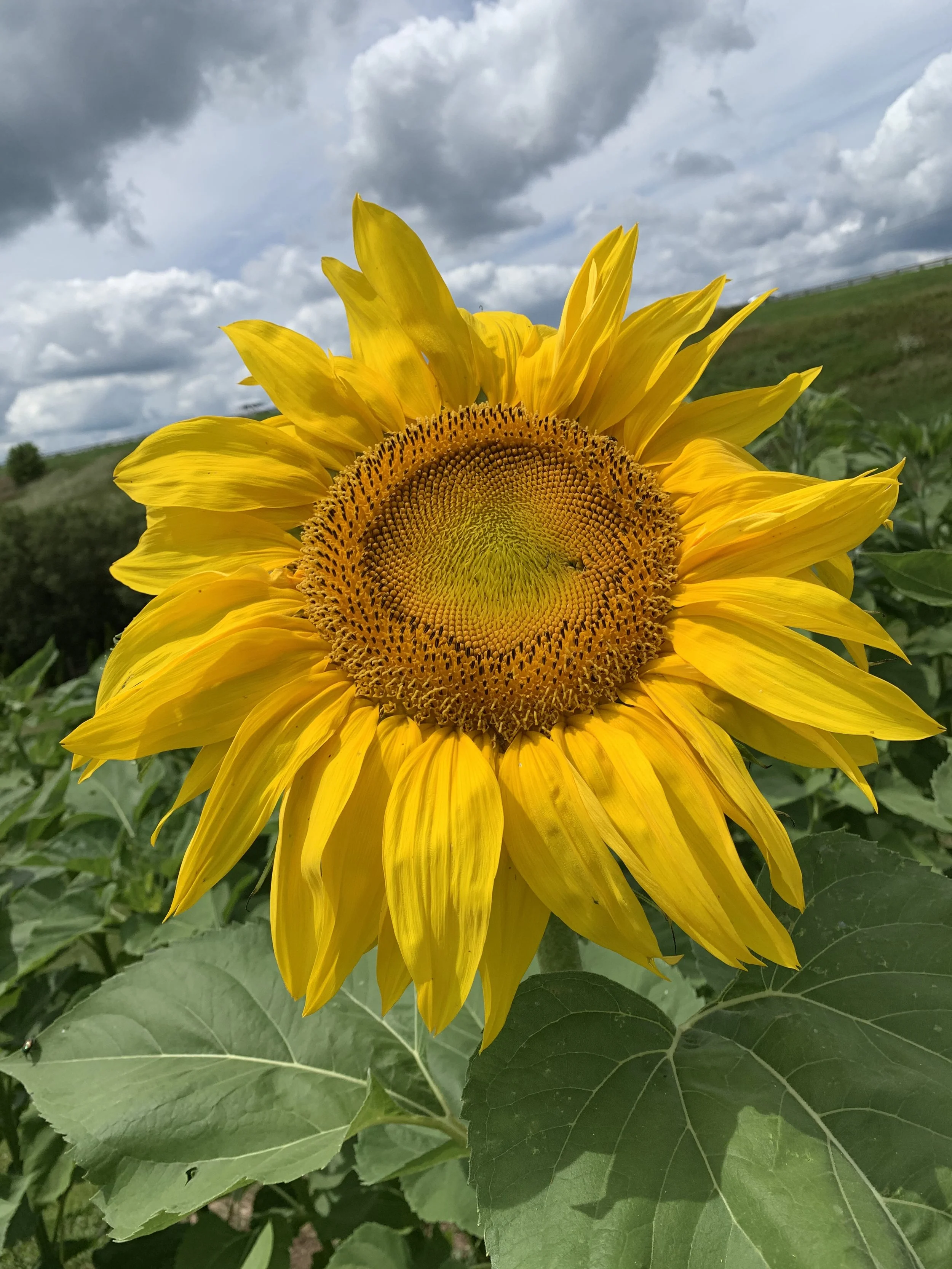 A sunflower at Twisted Radish Farms