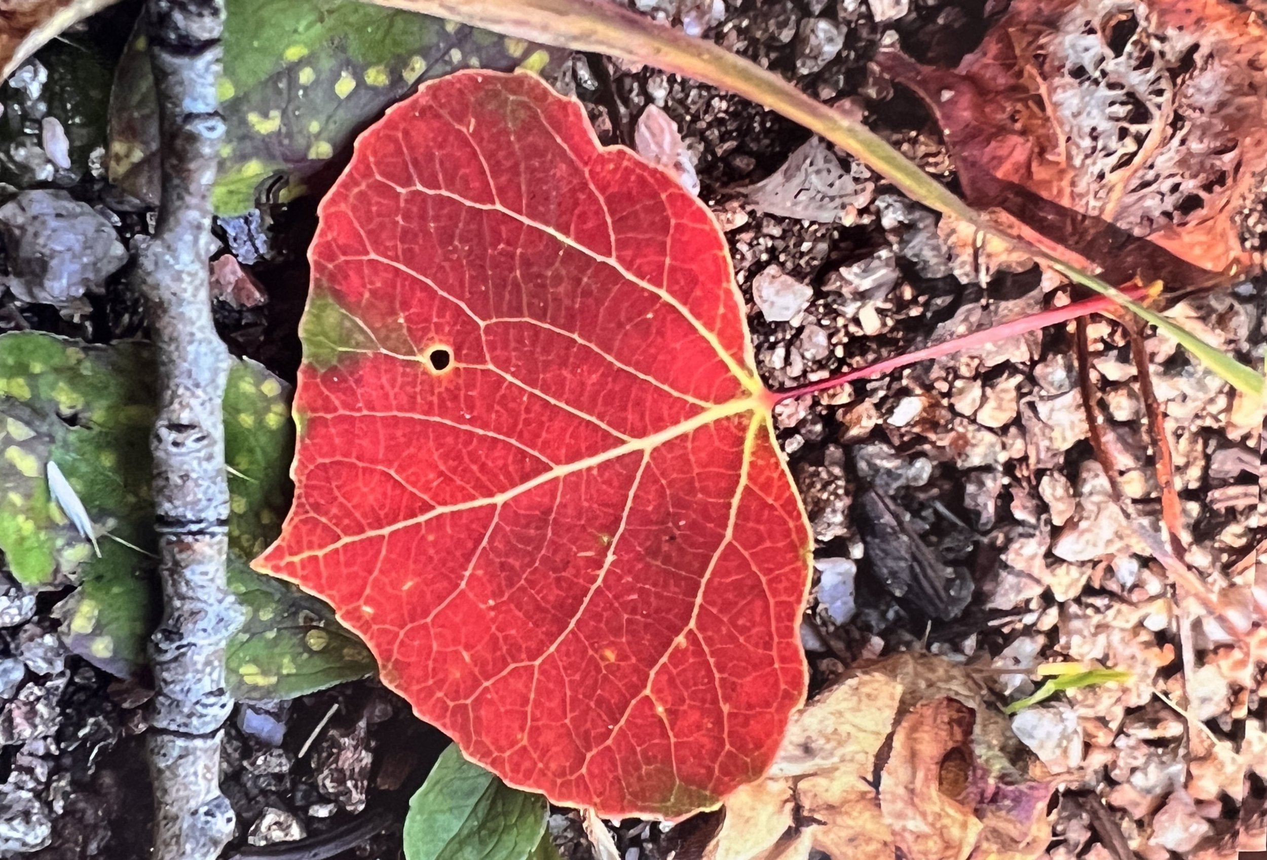 IMG_9126.jpeg