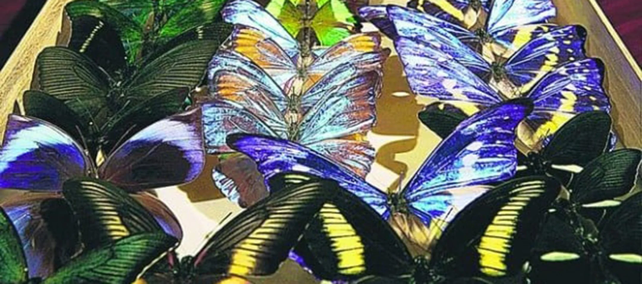 #518 Live at the San Diego Civic Theatre (San Diego Night 1)