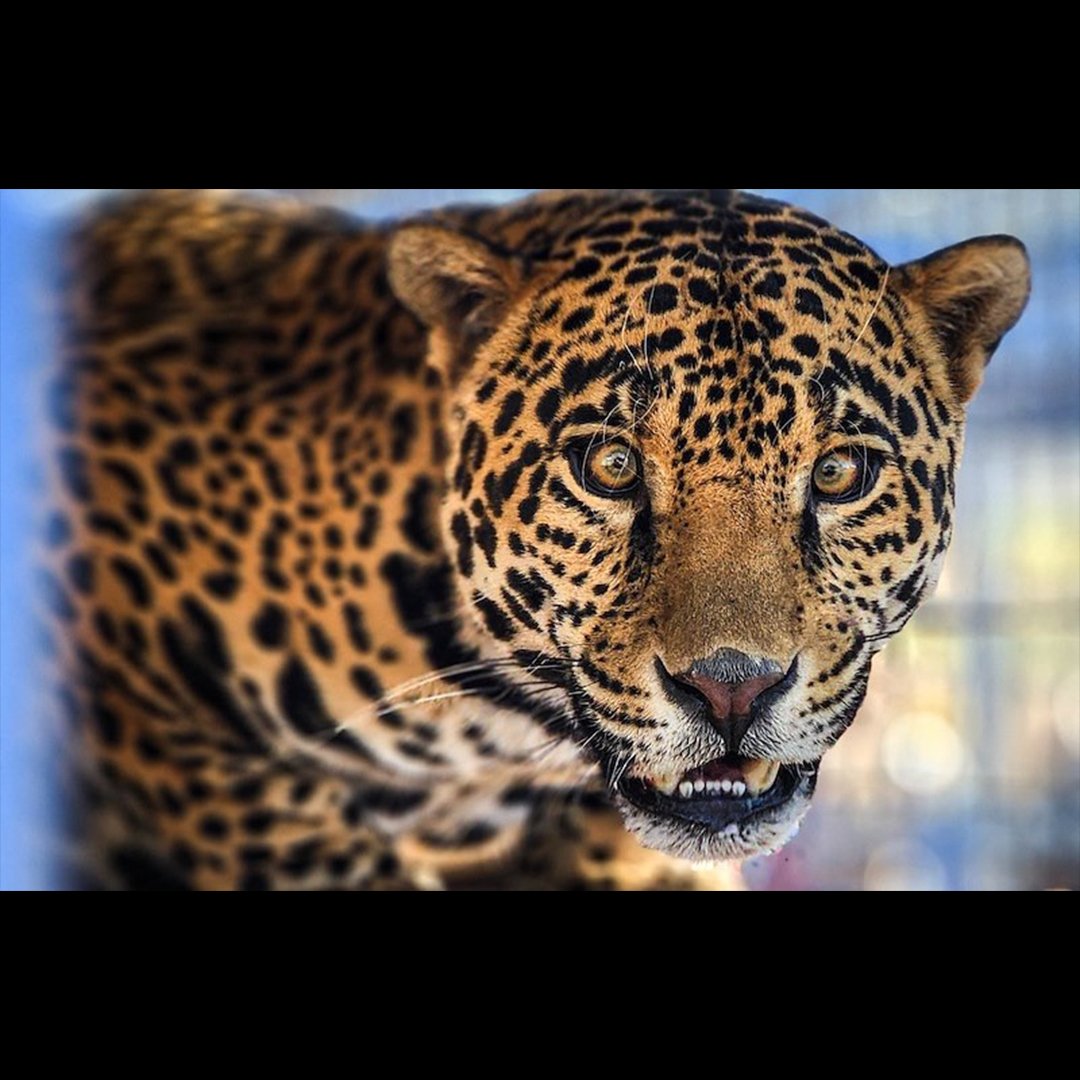 Eddie the Jaguar