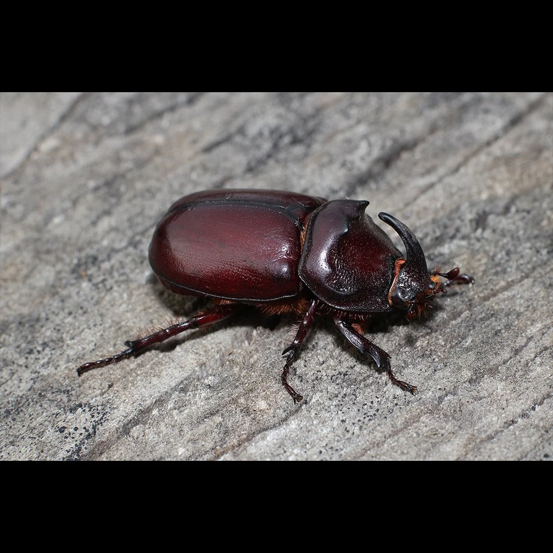European Rhinoceros Beetle