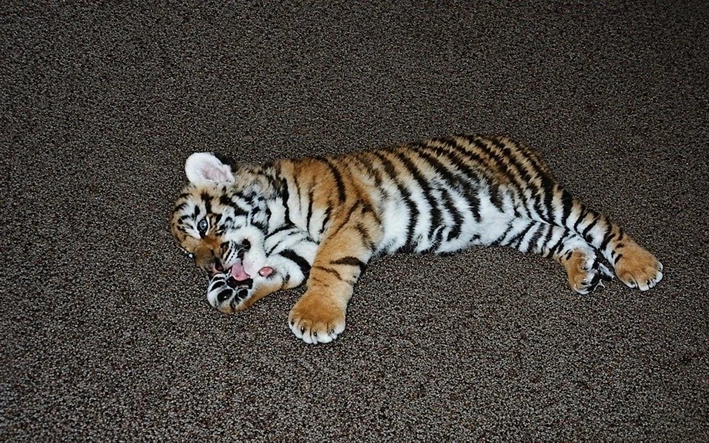 Tigger