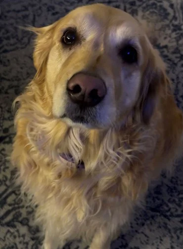 Nellie the Dog 