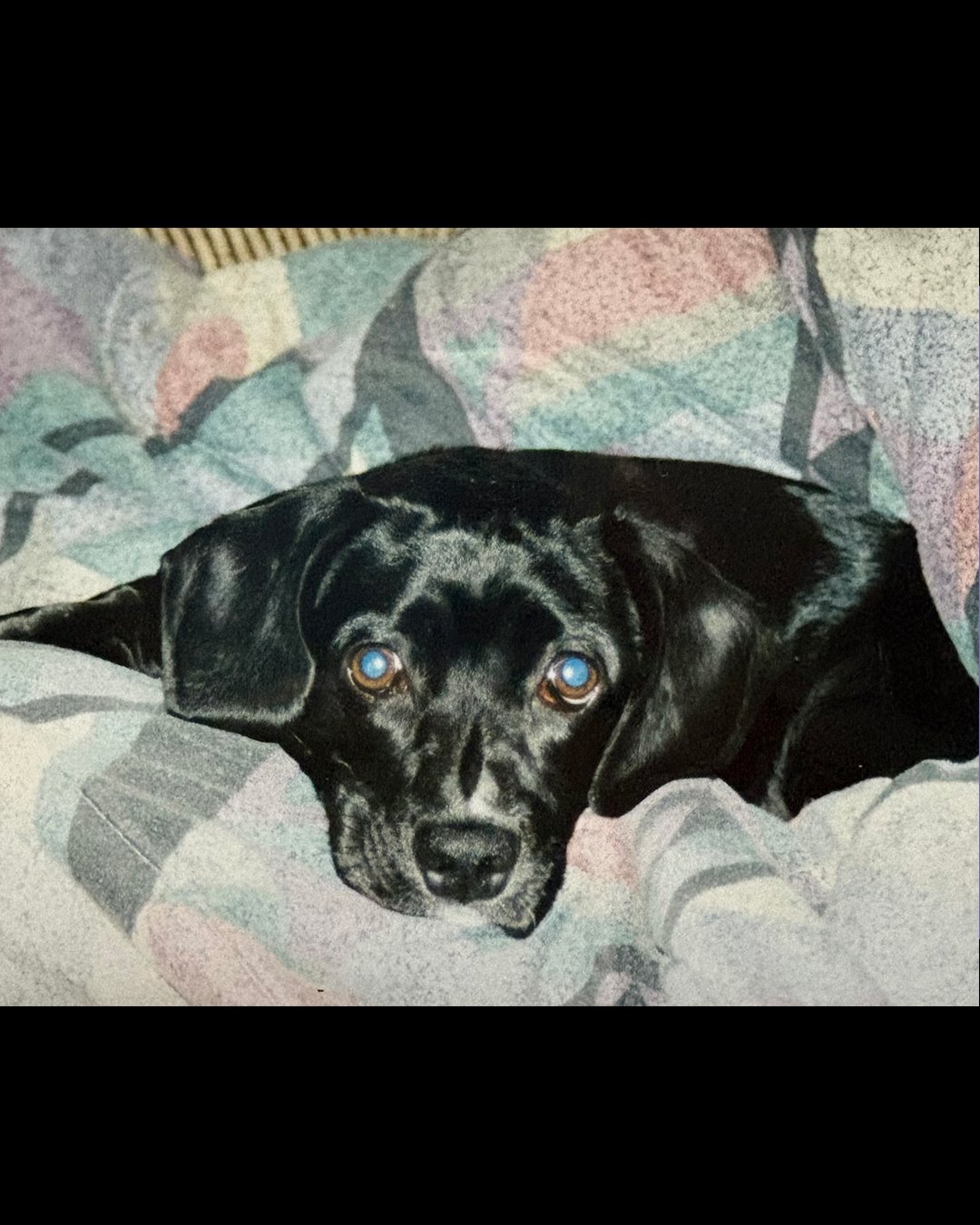 Otis the Dog