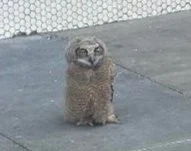 Petaluma Owl