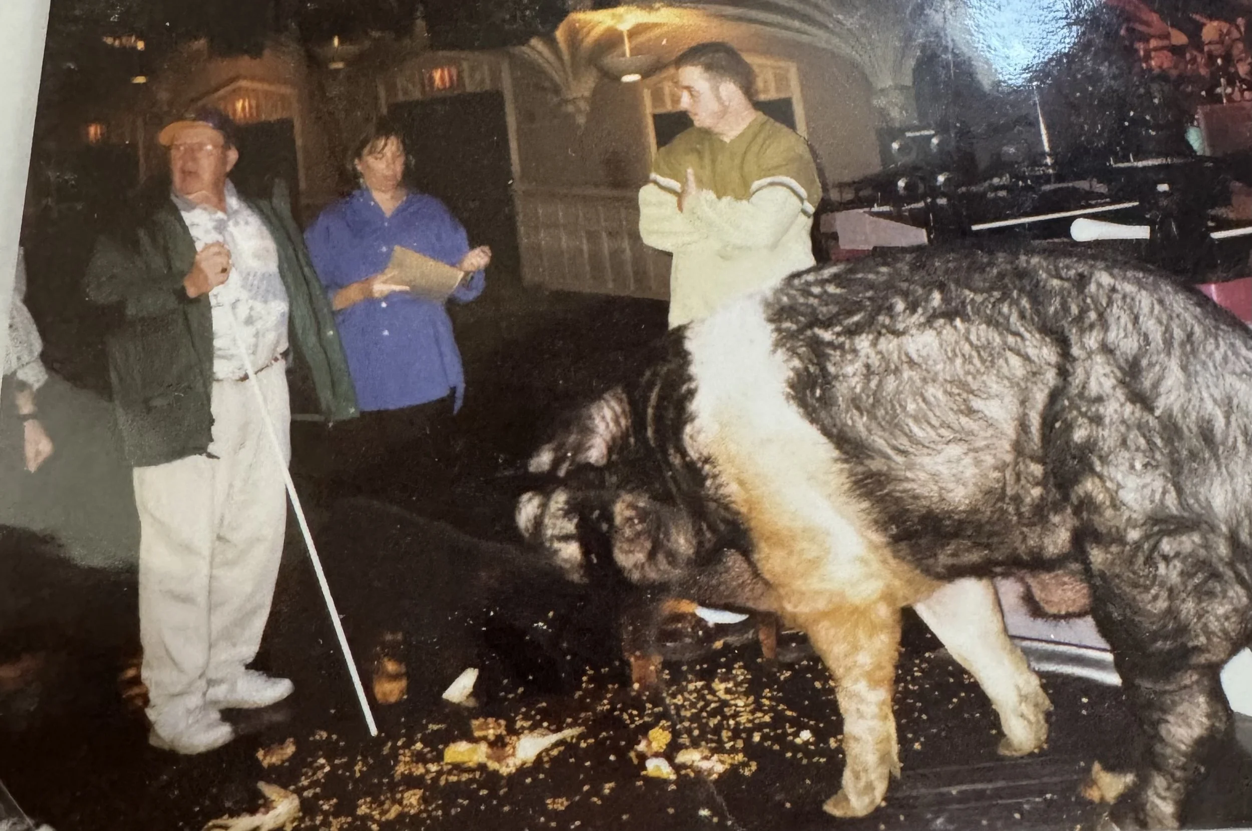 Prize-winning pig