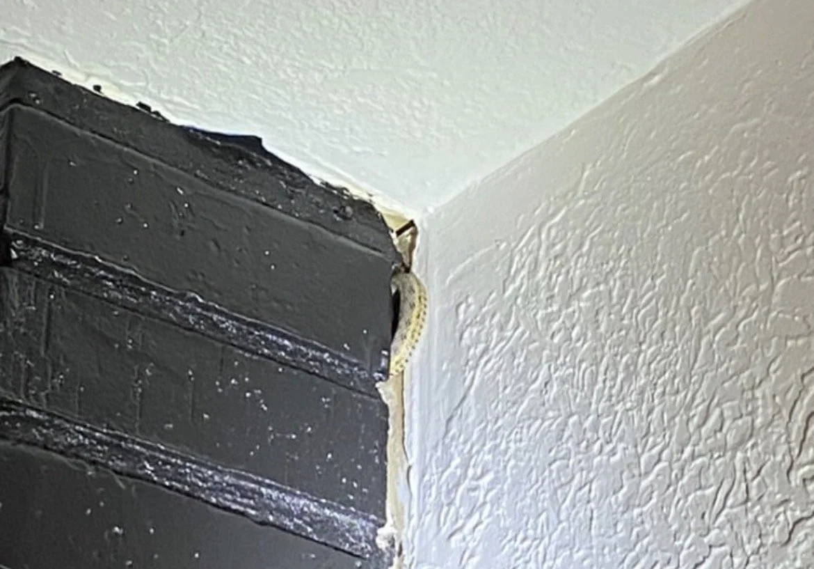 St Paddy’s Day & Things in Walls.jpeg