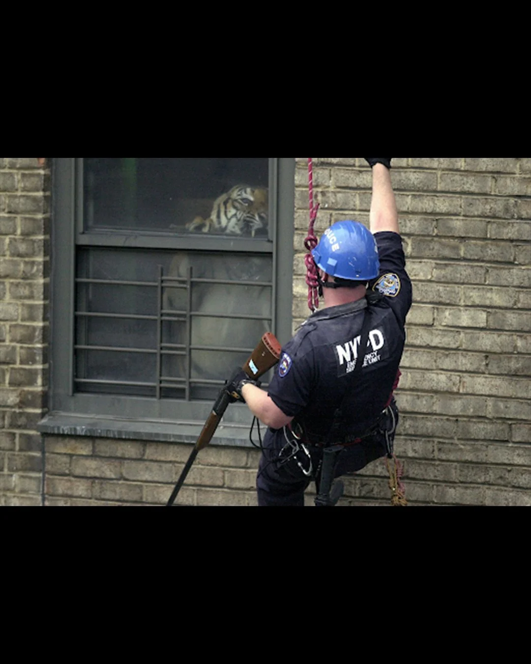 NYPD with a tranquilizer gun, attempting to get Ming out of the apartment