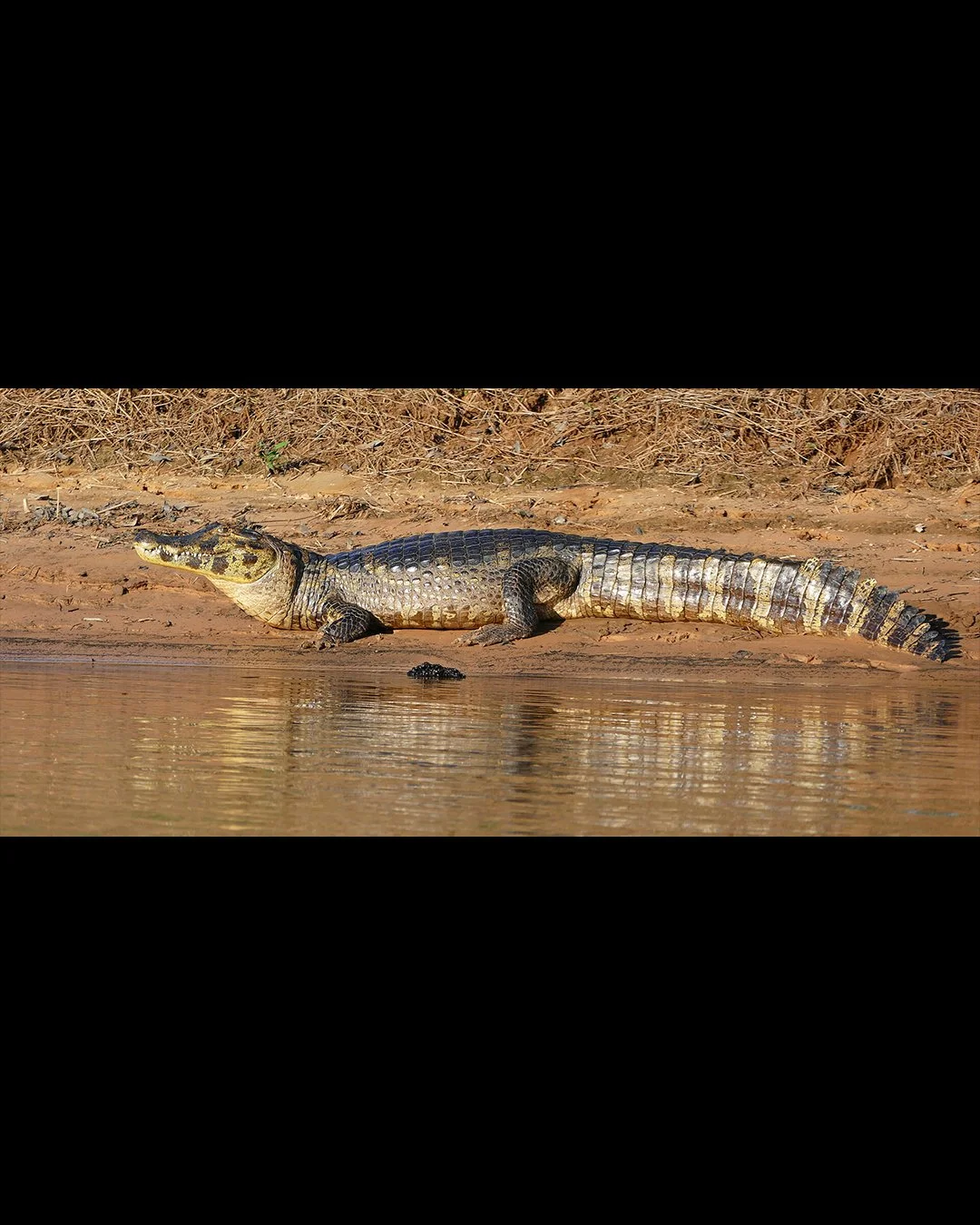 Caiman