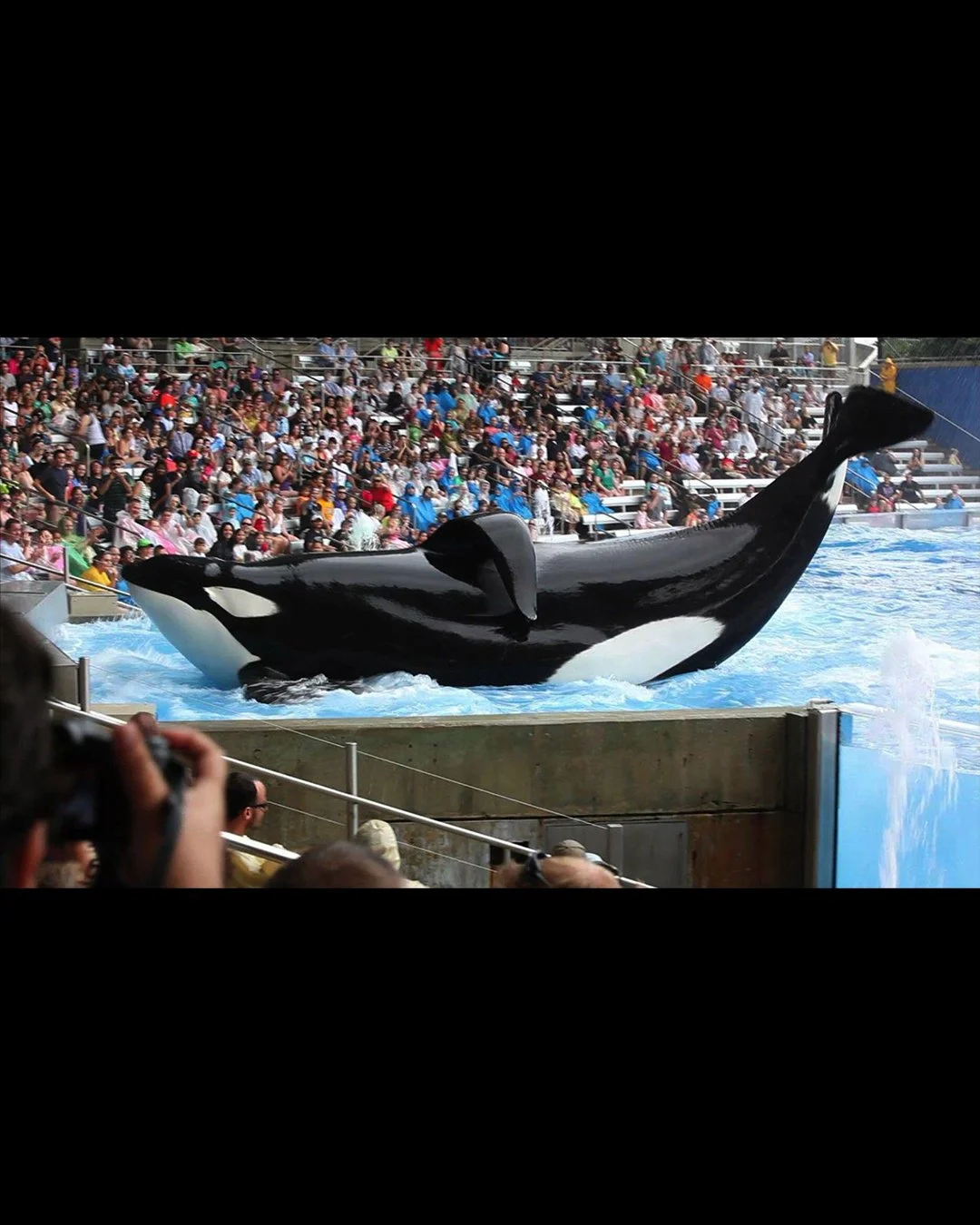 Tilikum