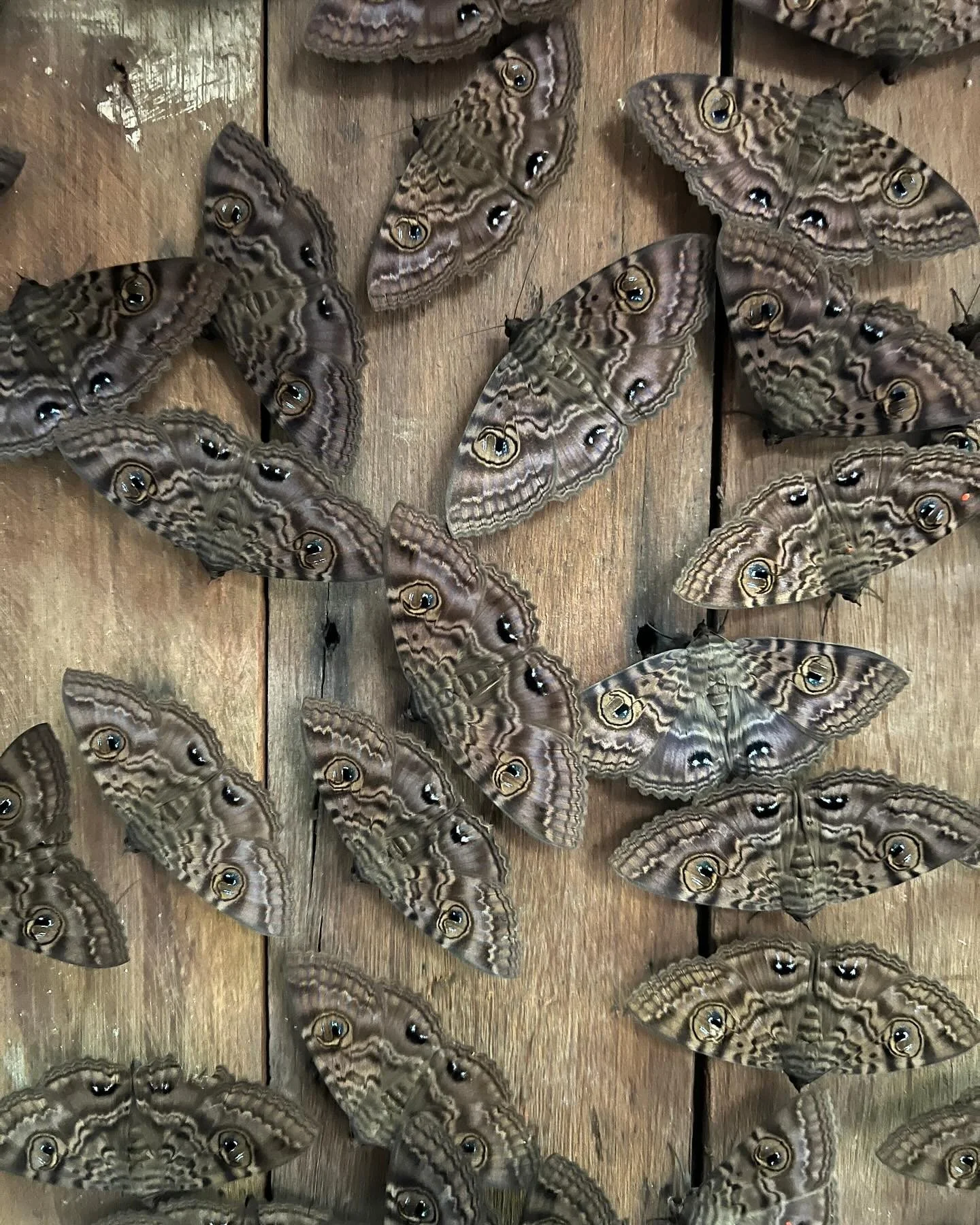 Someone asked me recently why I was so fascinated with moths. I had to think about it quite a lot, and it came down to this picture I took when a bunch of granny&rsquo;s cloak moths decided to roost under our house a few years back. There were thousa