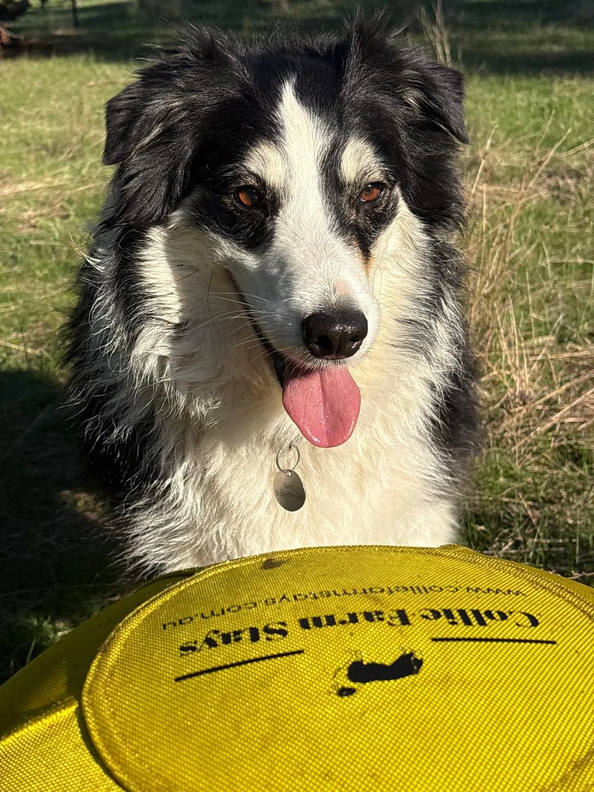 The Collie Ball™ Herding Set - Beginner