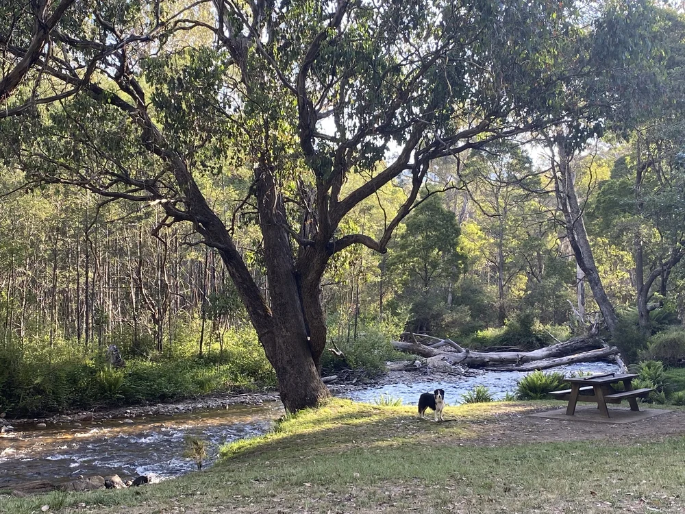 Molly the Border Collie swimming in the Delatite River at Merrijig