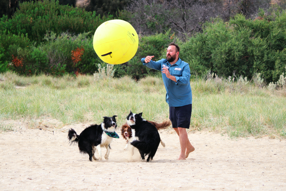 Three Border Collies chasing the herding ball on the beach
