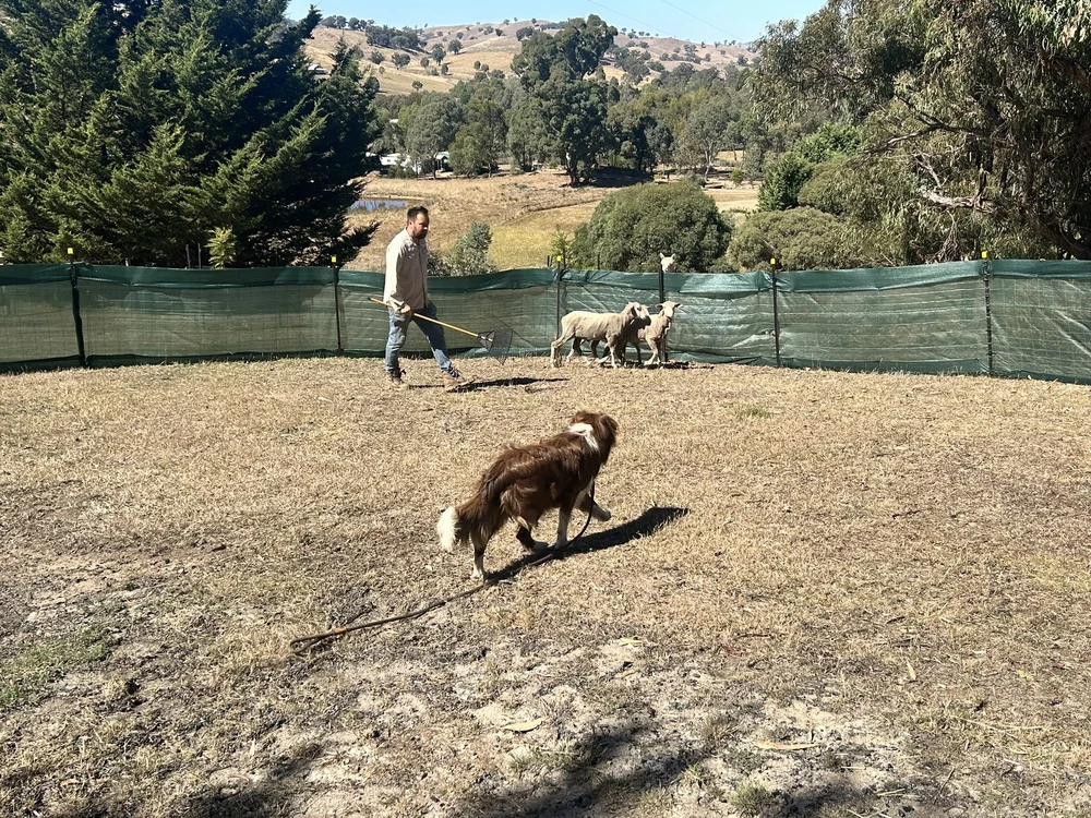 Darryl herding sheep with a Border Collie in the Mansfield Shire training yard